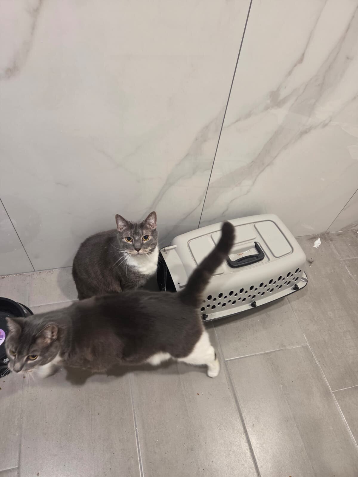 2 adult cats image 1