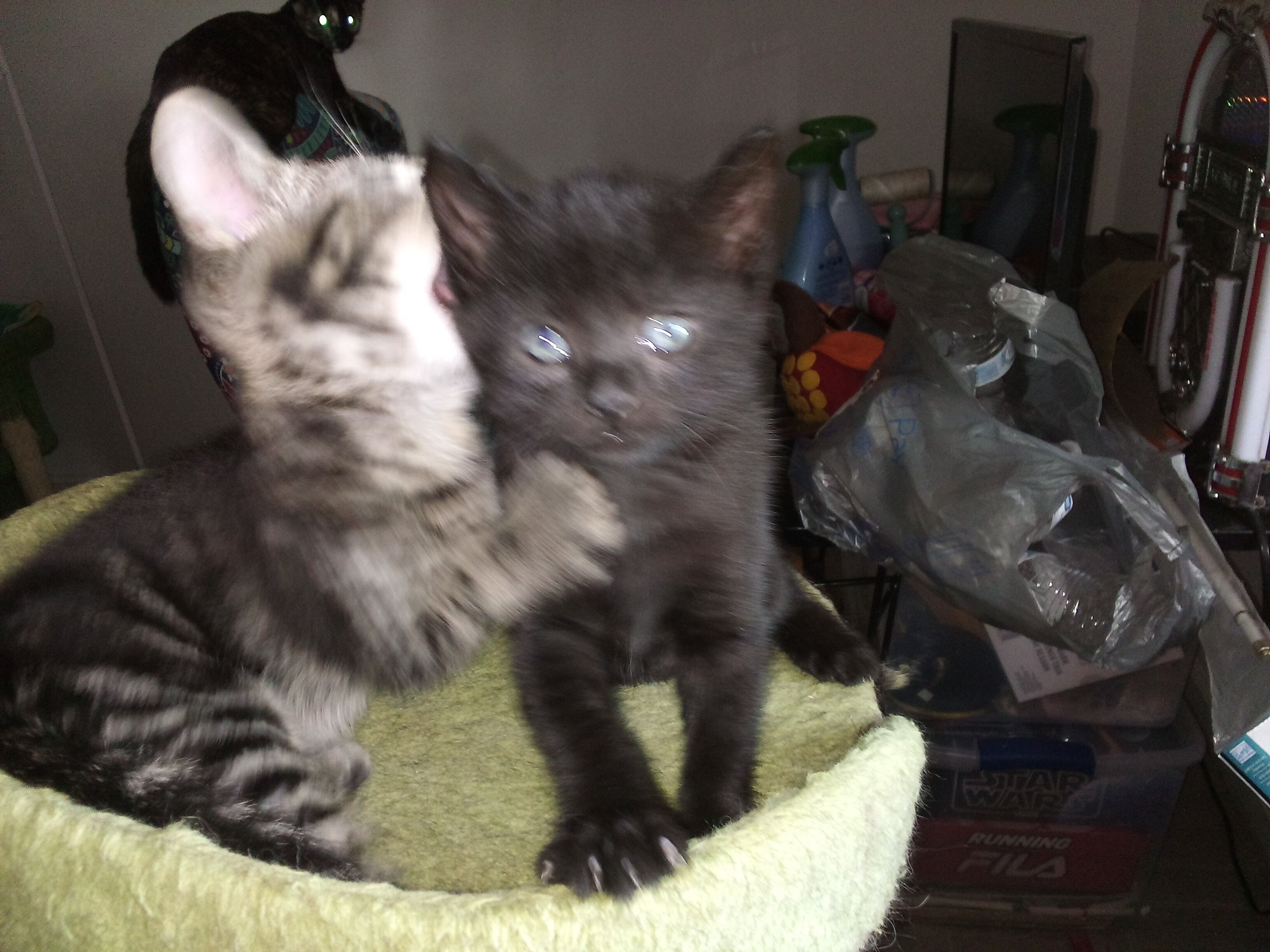 Adorable boy kitten image 3