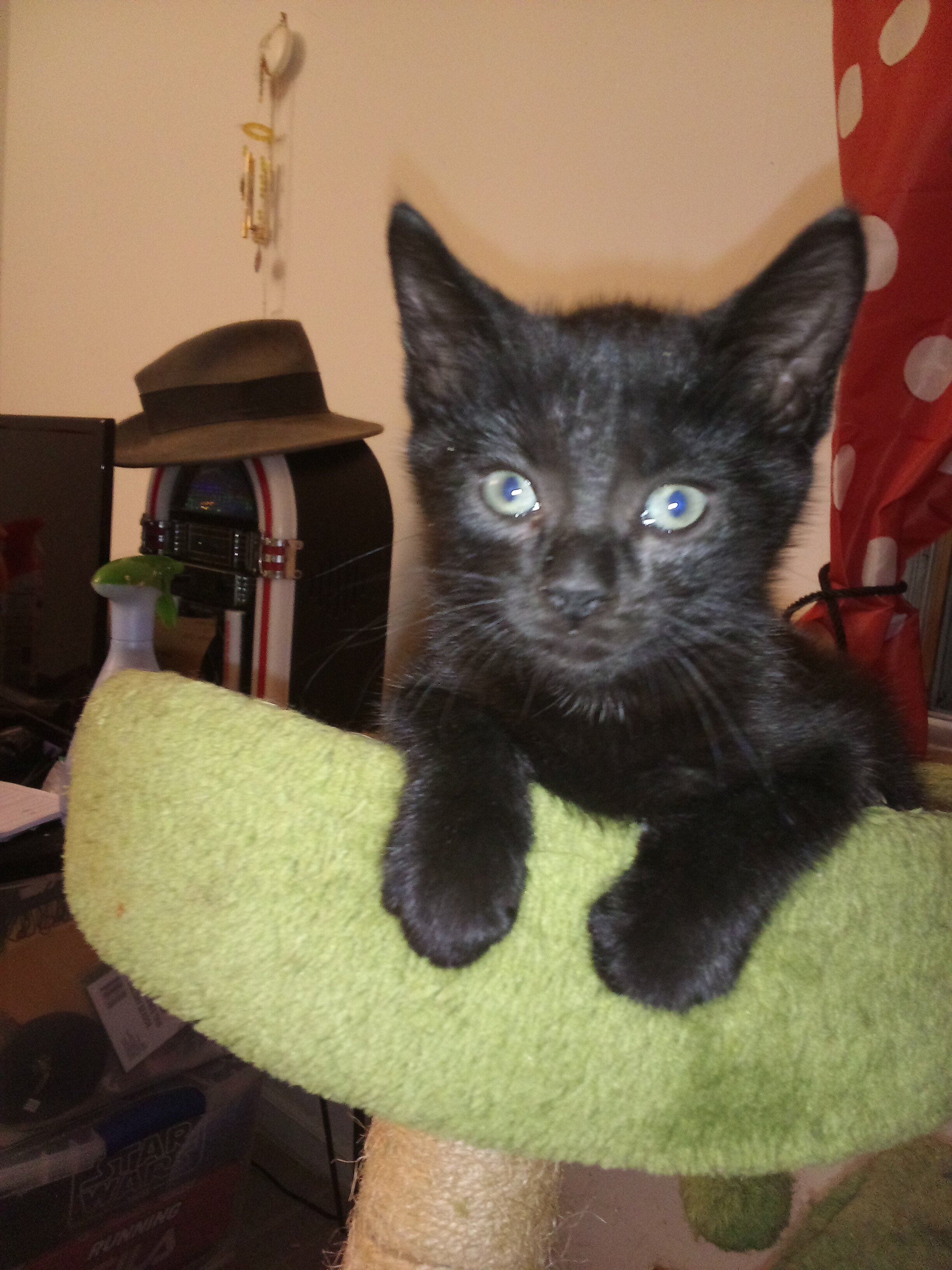 Adorable boy kitten image 1