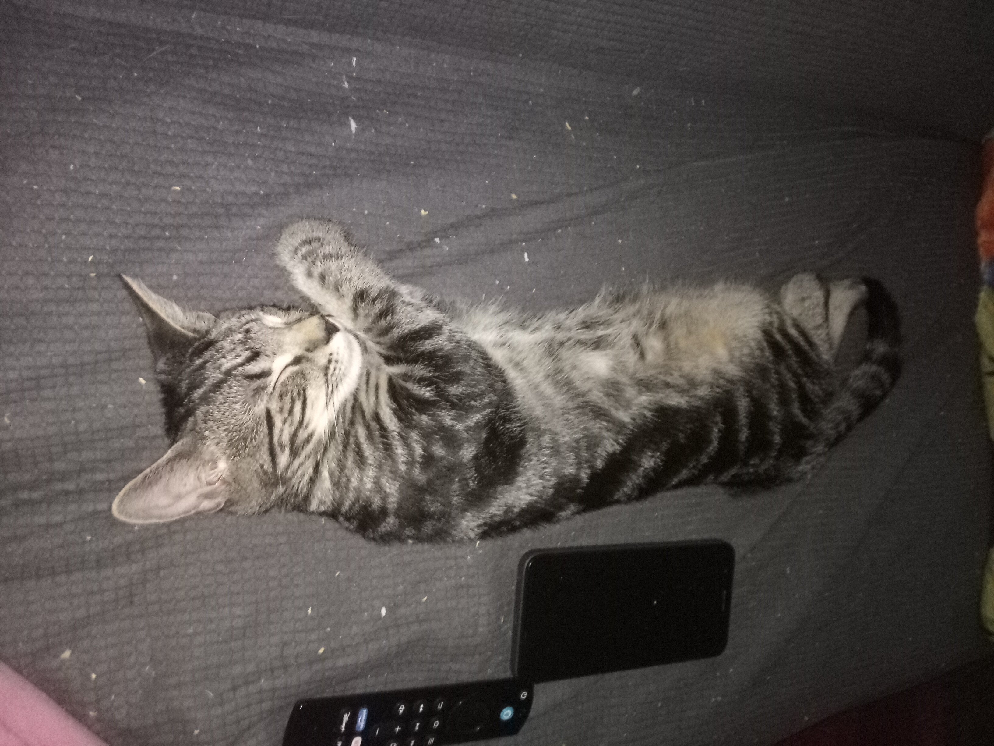 Adorable boy kitten image 2