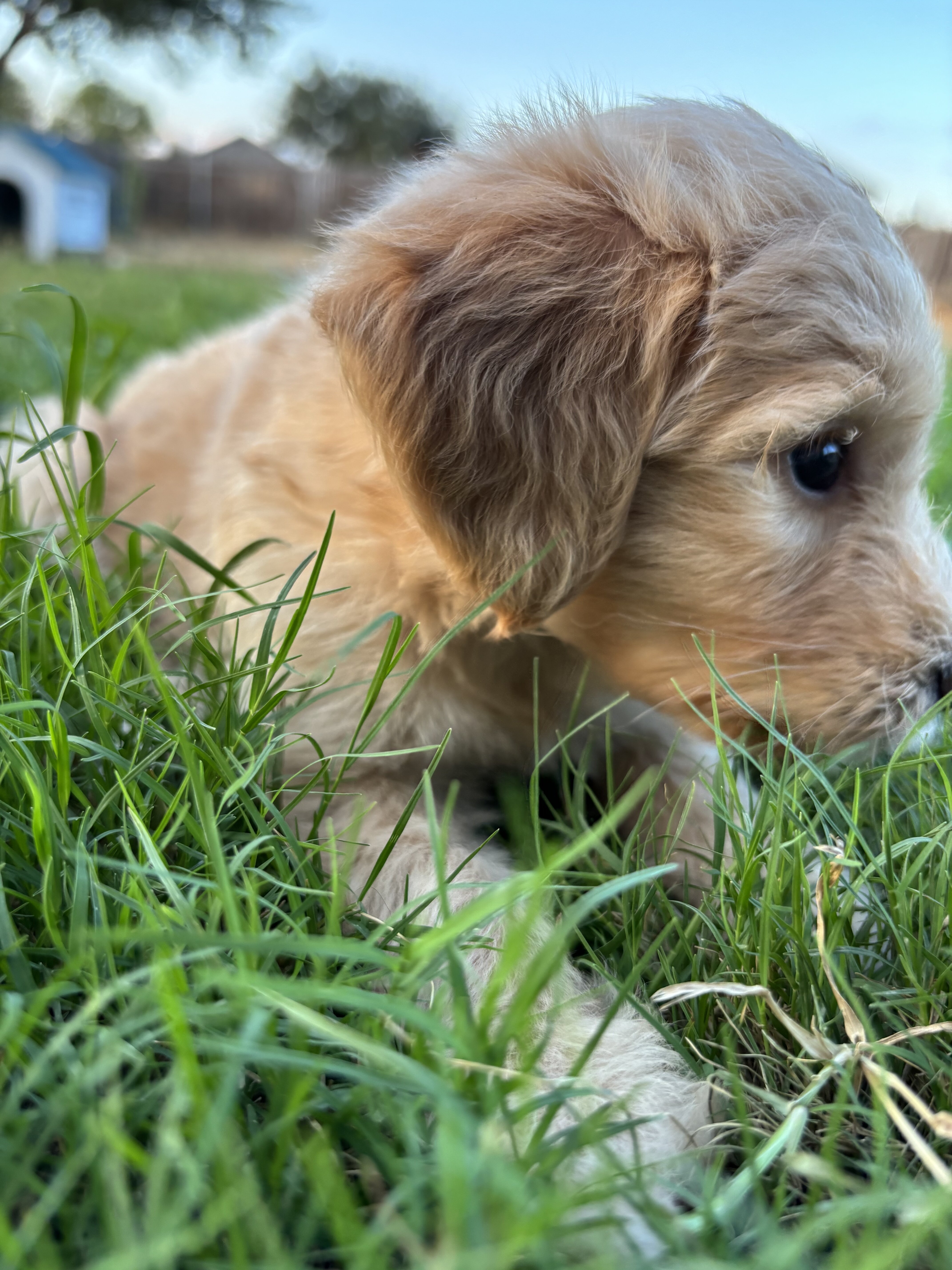 Goldendoodles image 4
