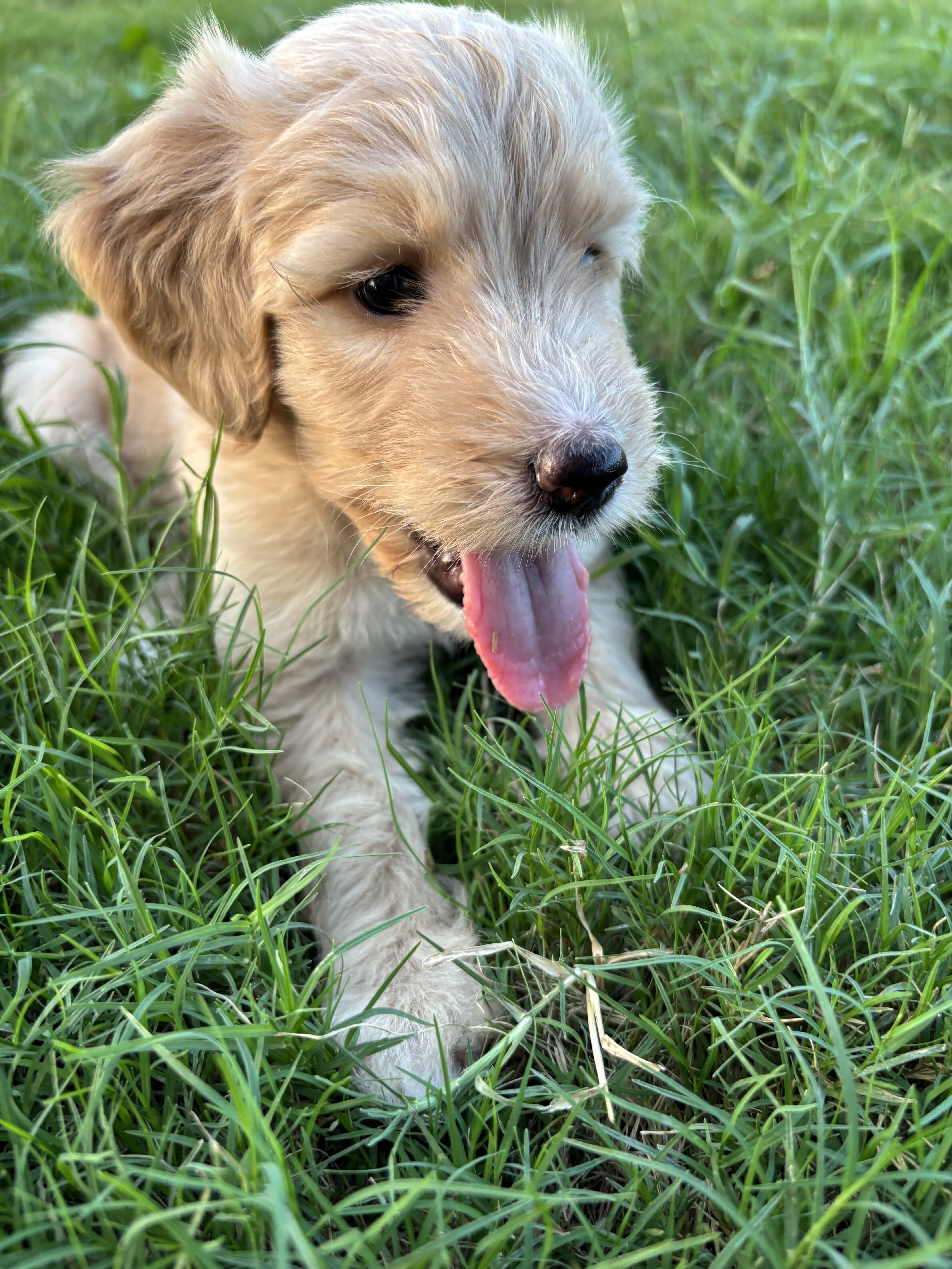 Goldendoodles image 2