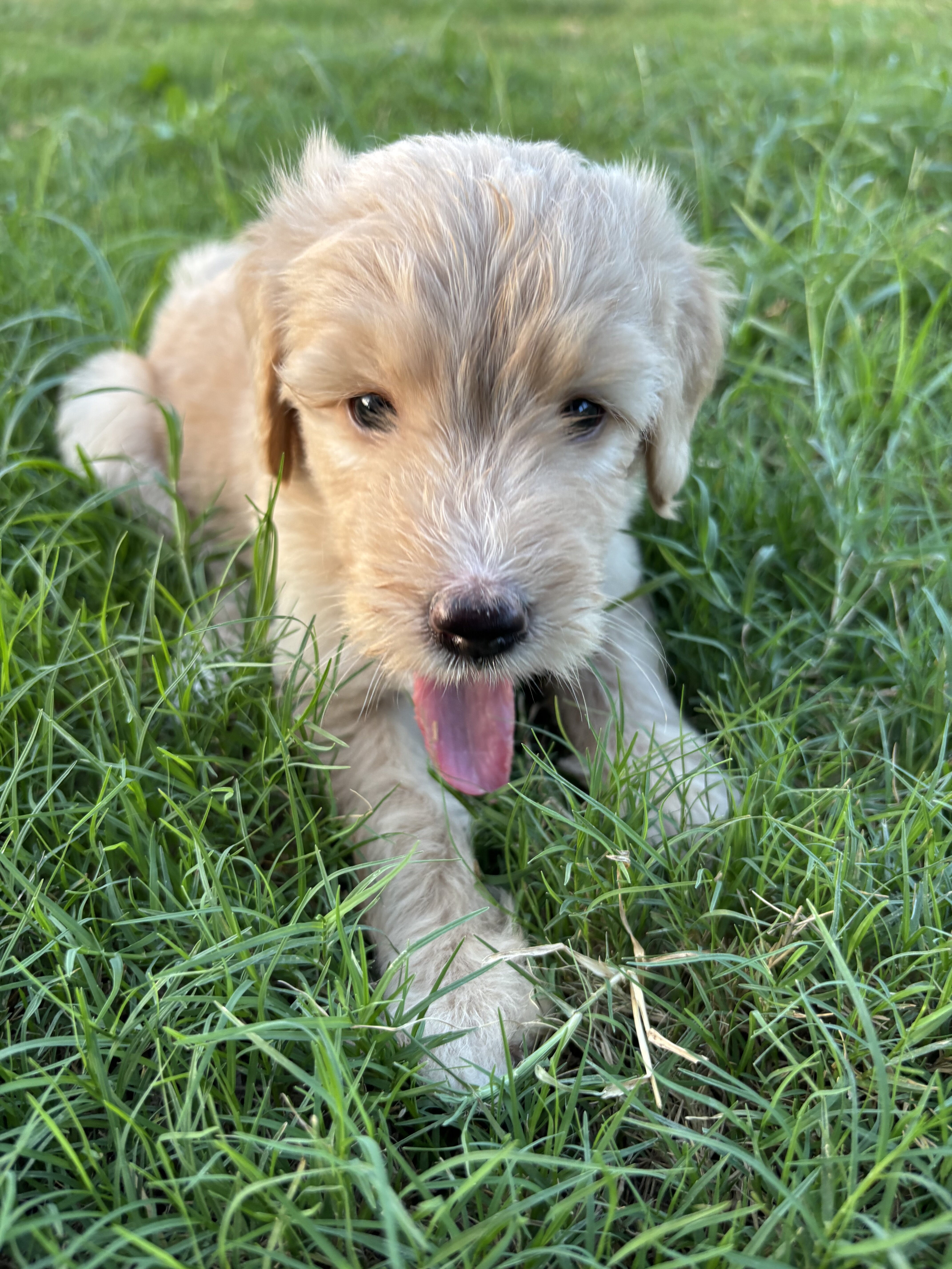 Goldendoodles image 1