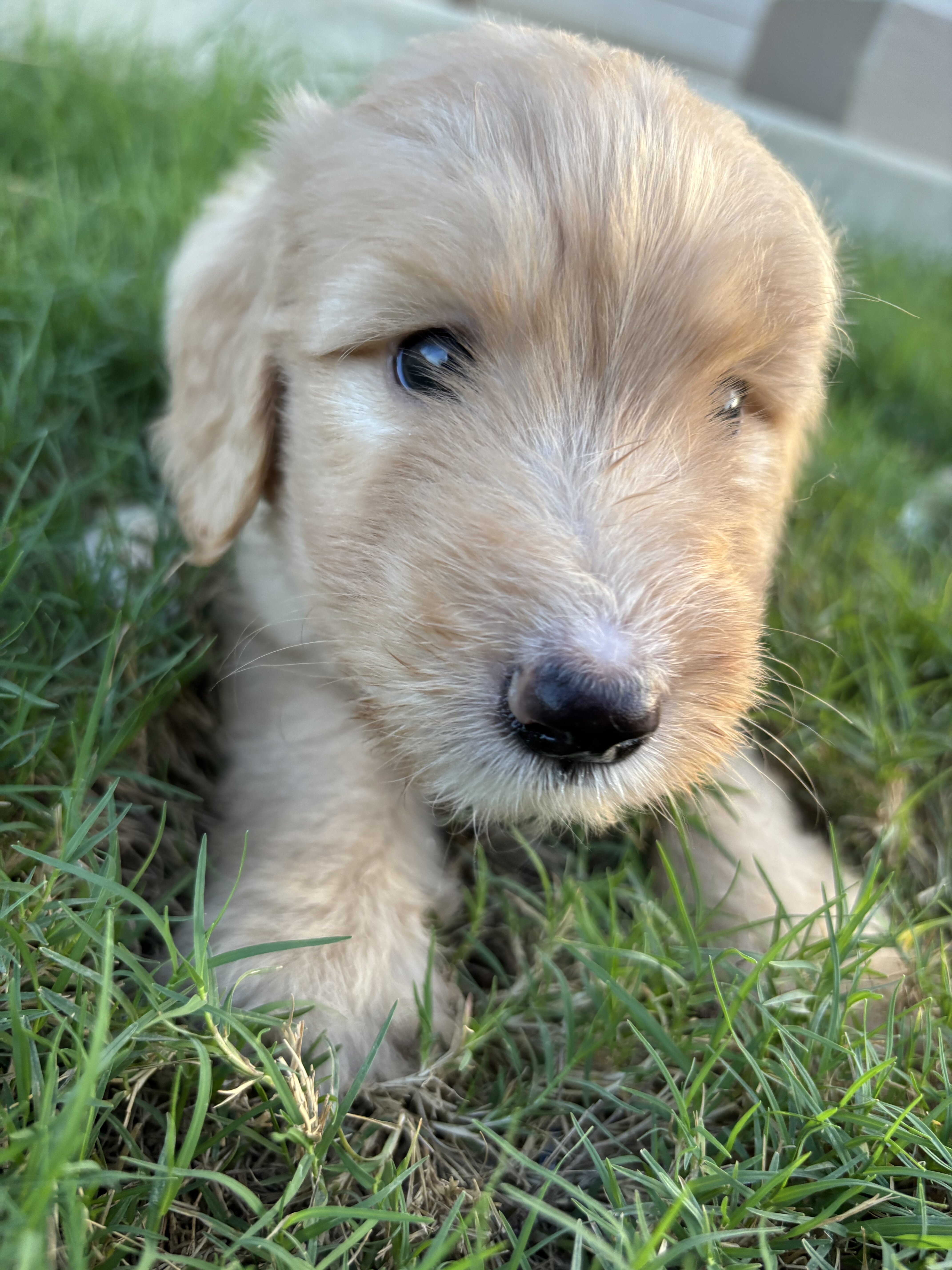 Goldendoodles image 3