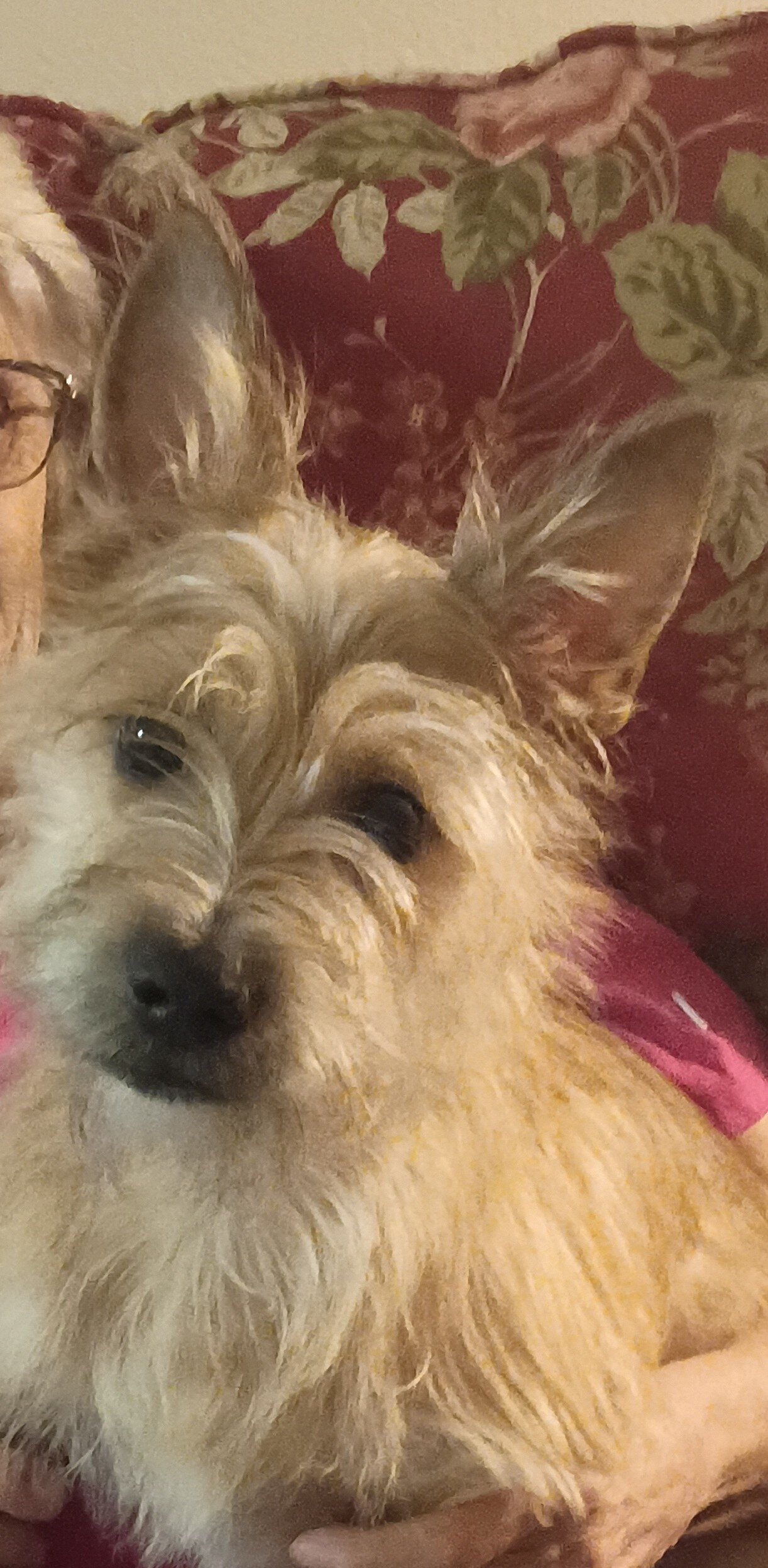 MALE PUPPY image 3