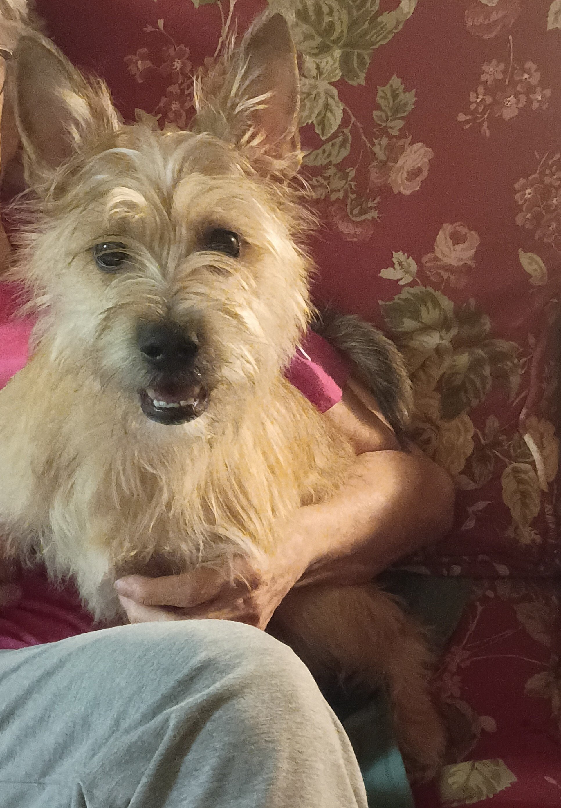 MALE PUPPY image 2