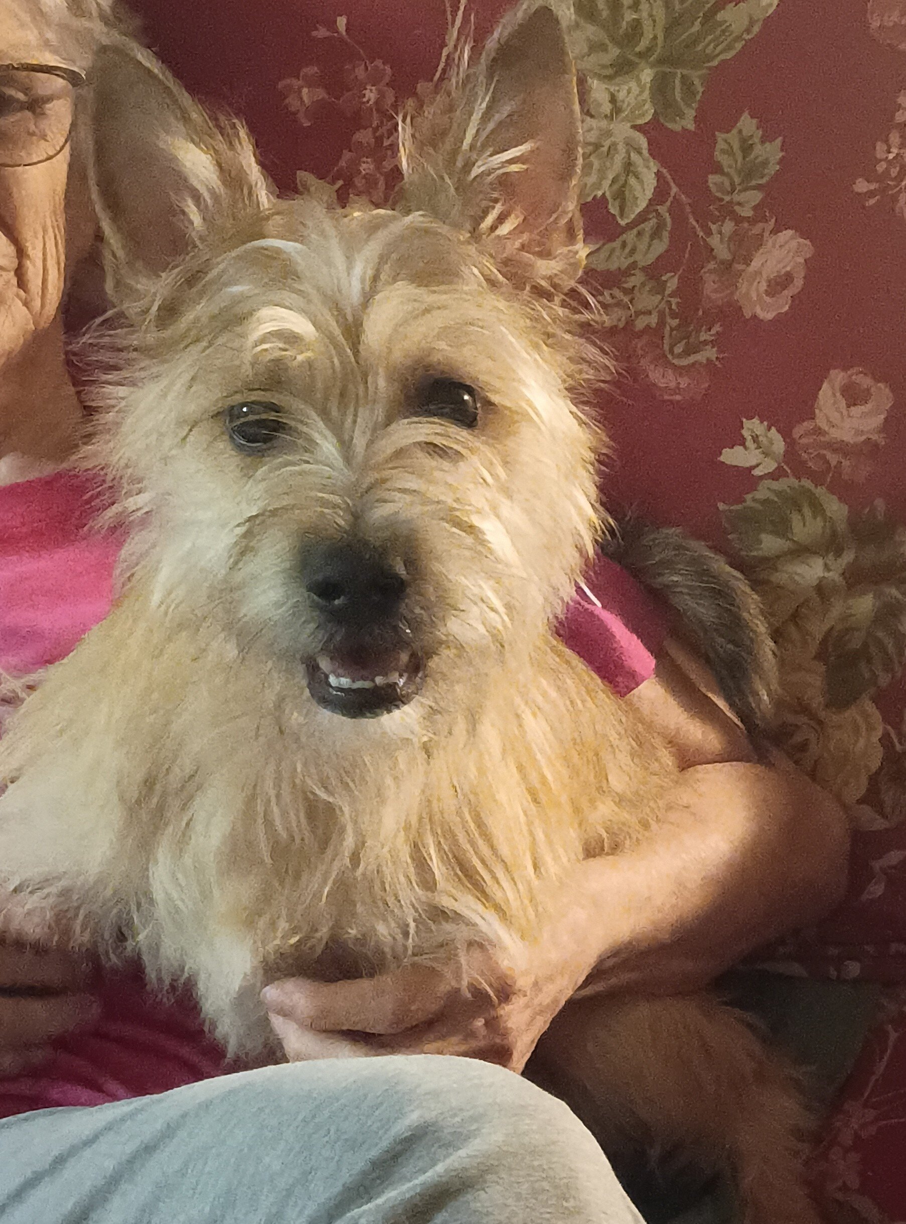 MALE PUPPY image 1