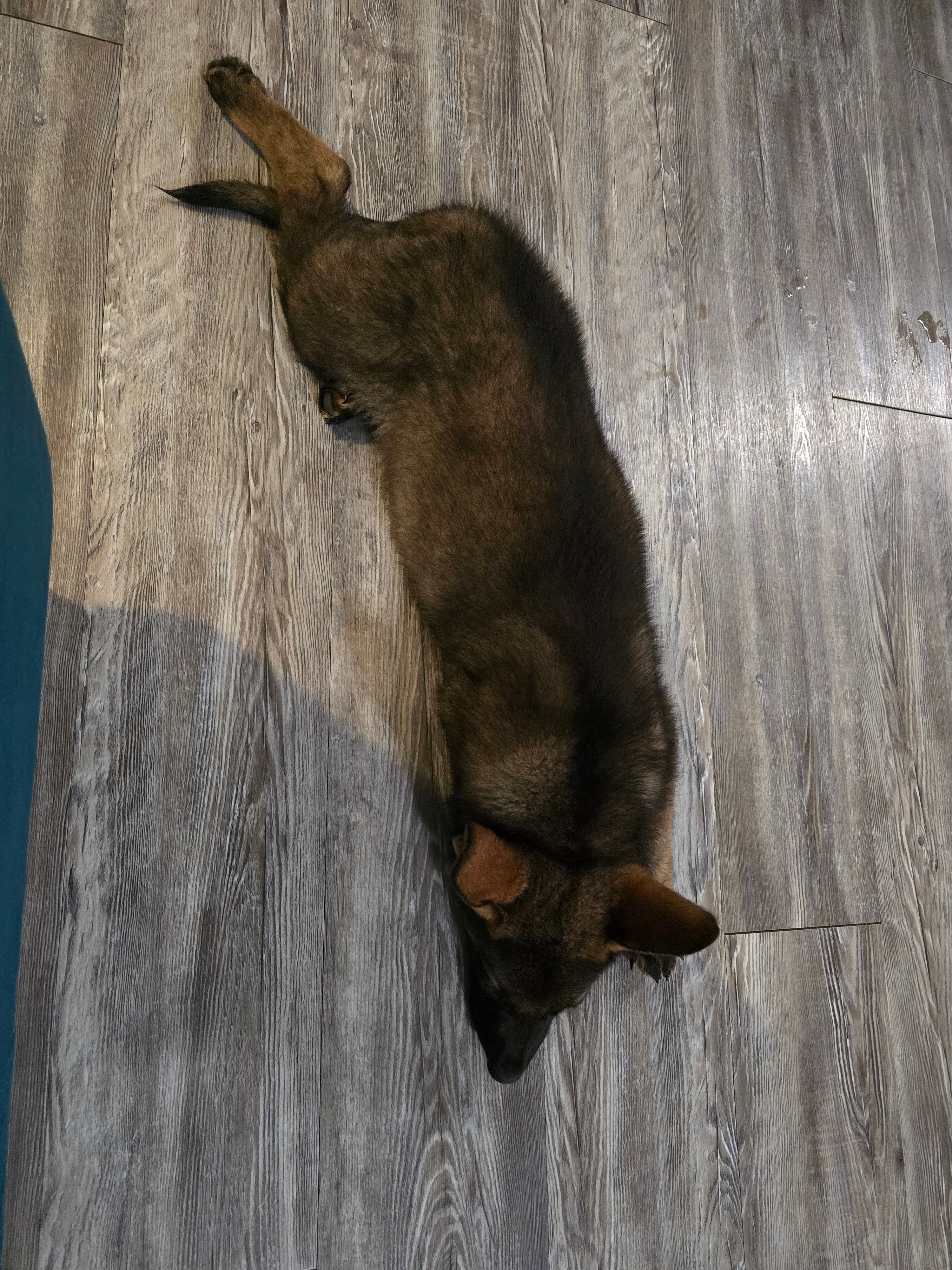 German Shepherd Puppy image 4