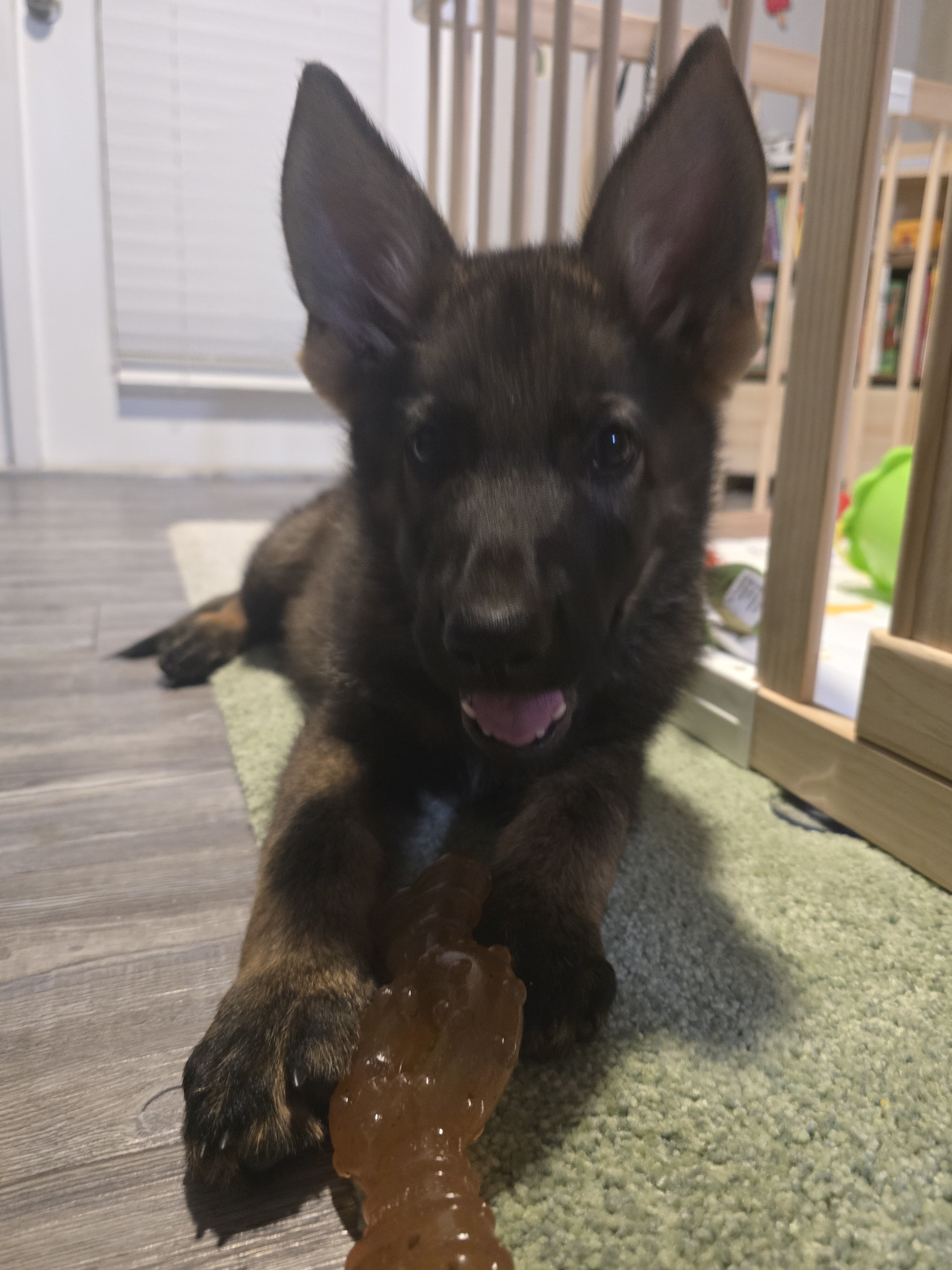 German Shepherd Puppy image 1