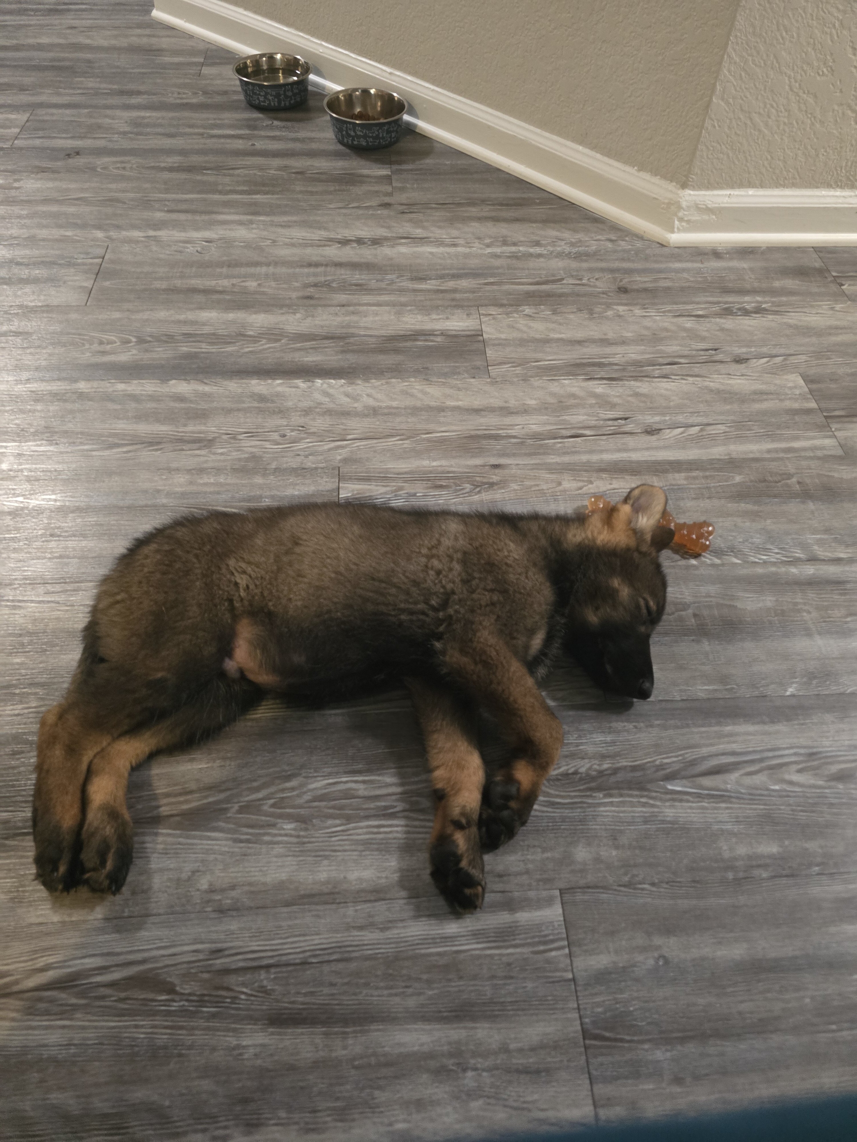 German Shepherd Puppy image 2