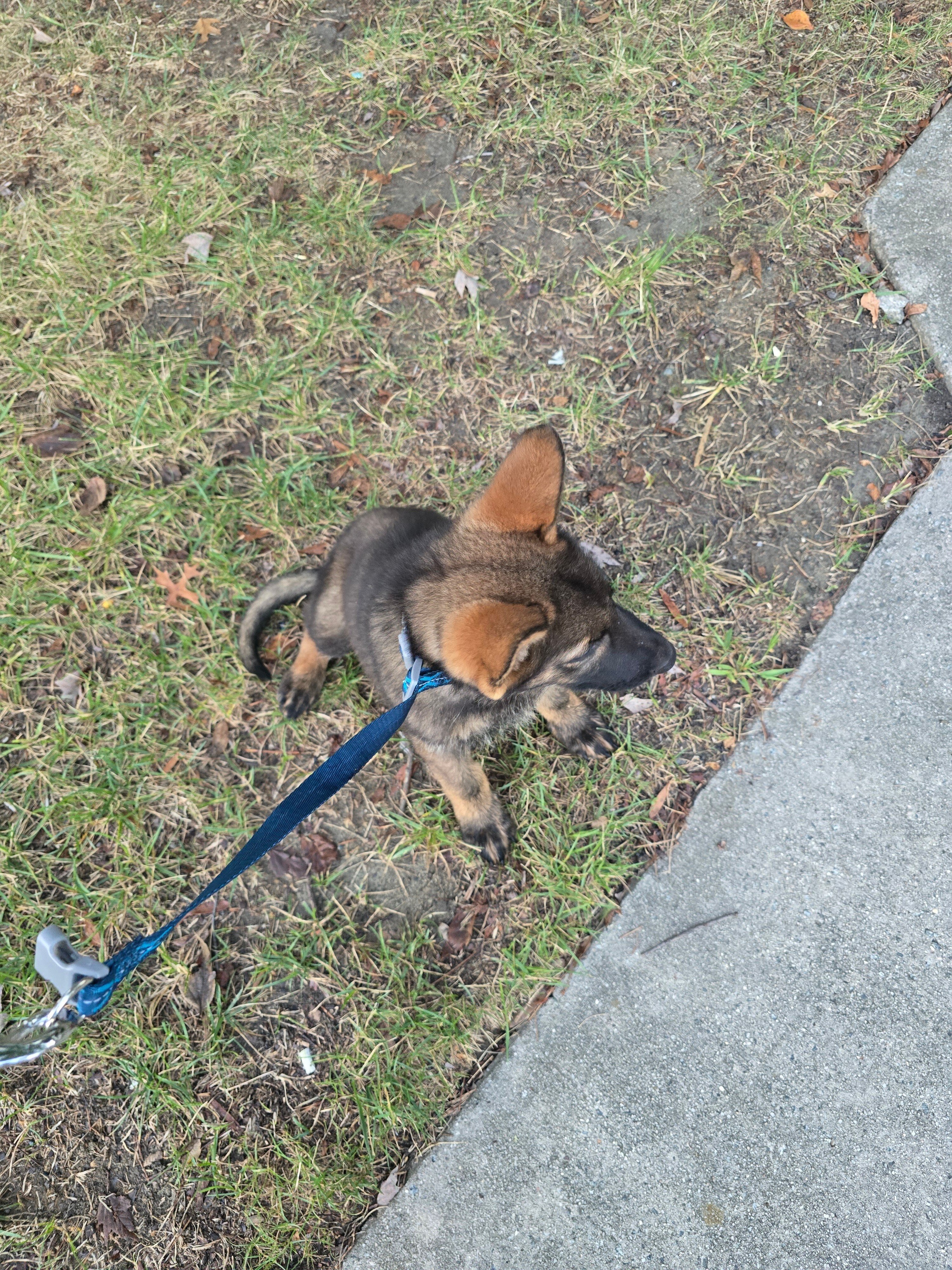 German Shepherd Puppy image 3
