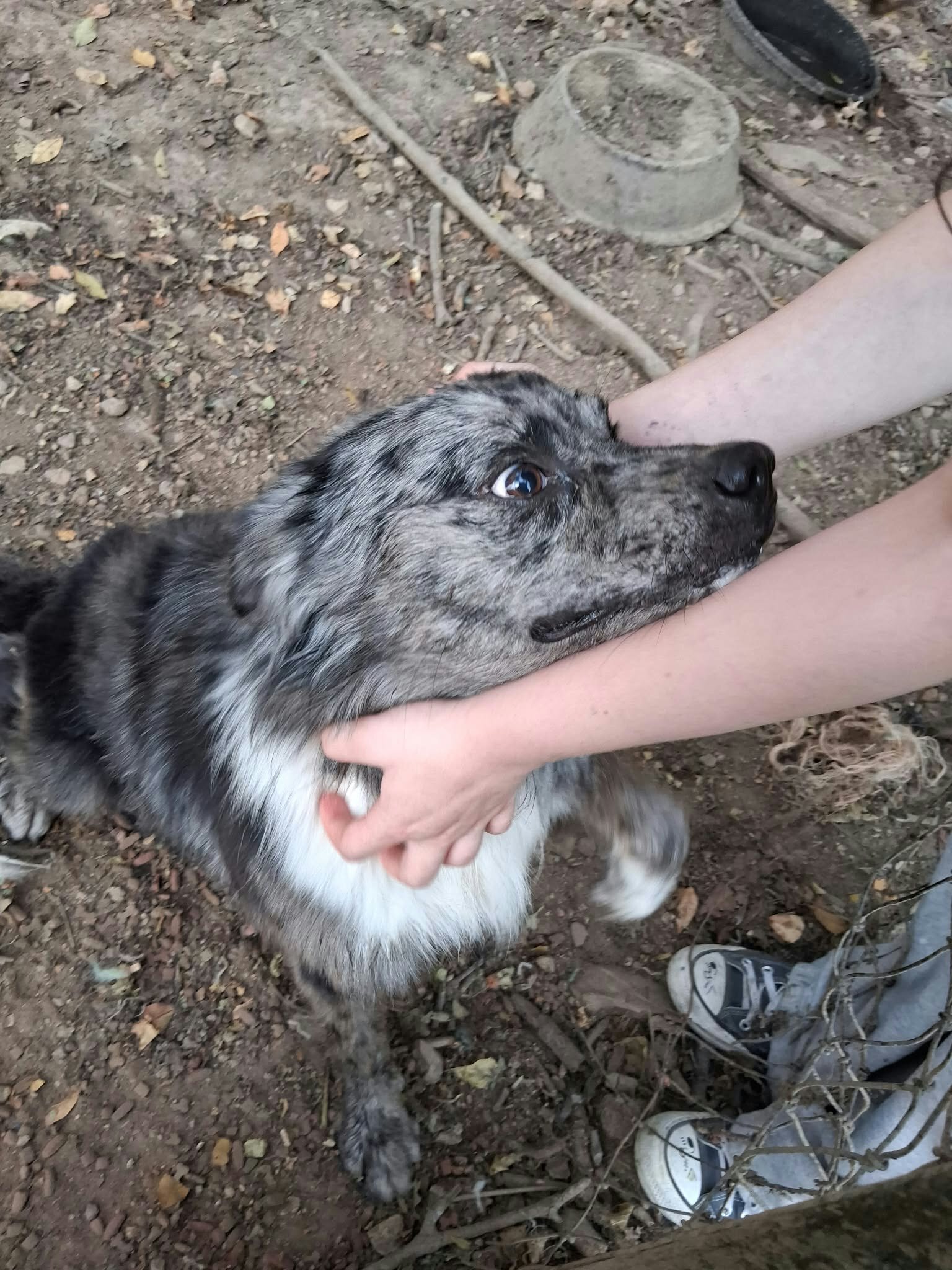 Dogs image 4