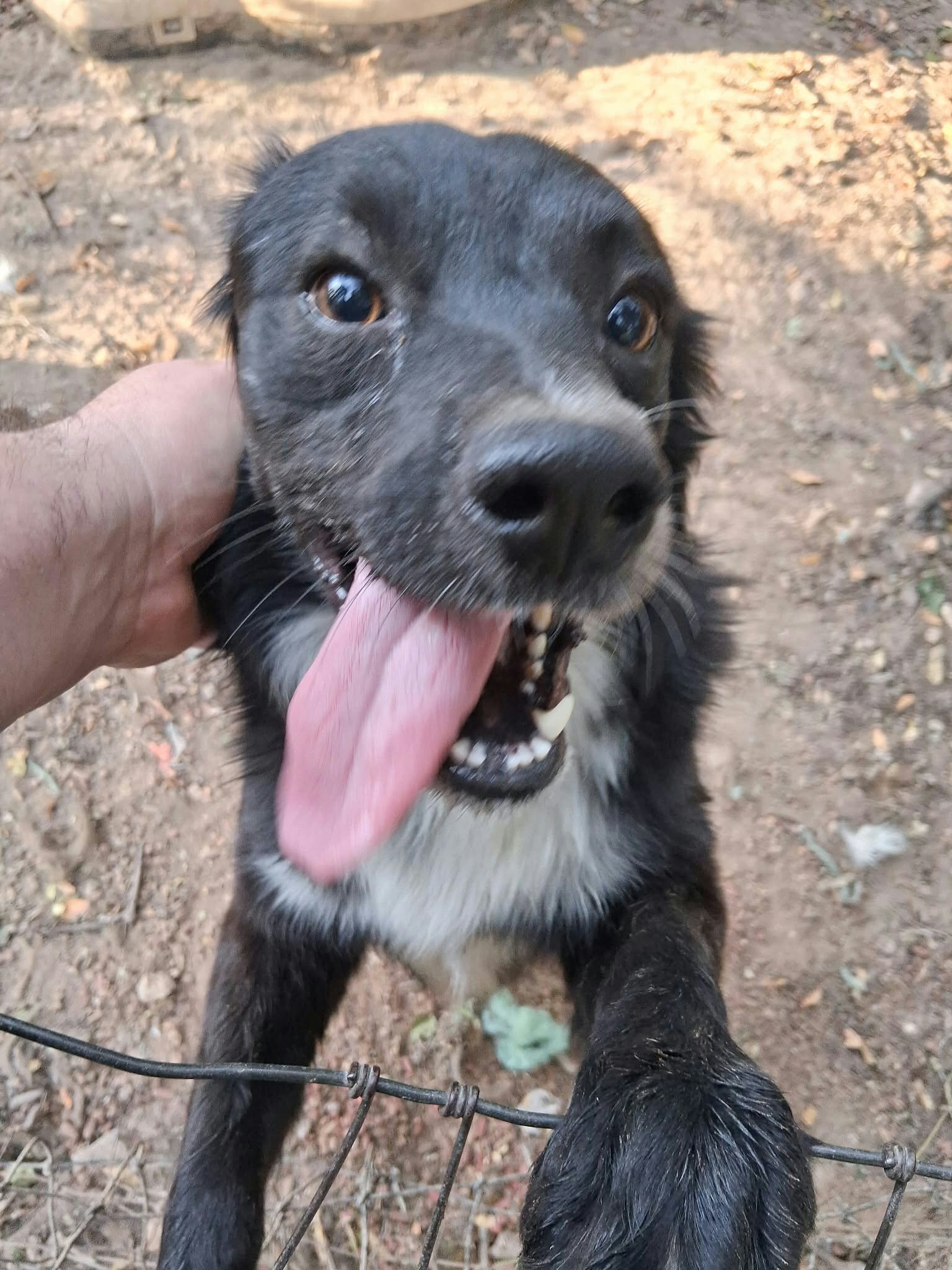 Dogs image 8