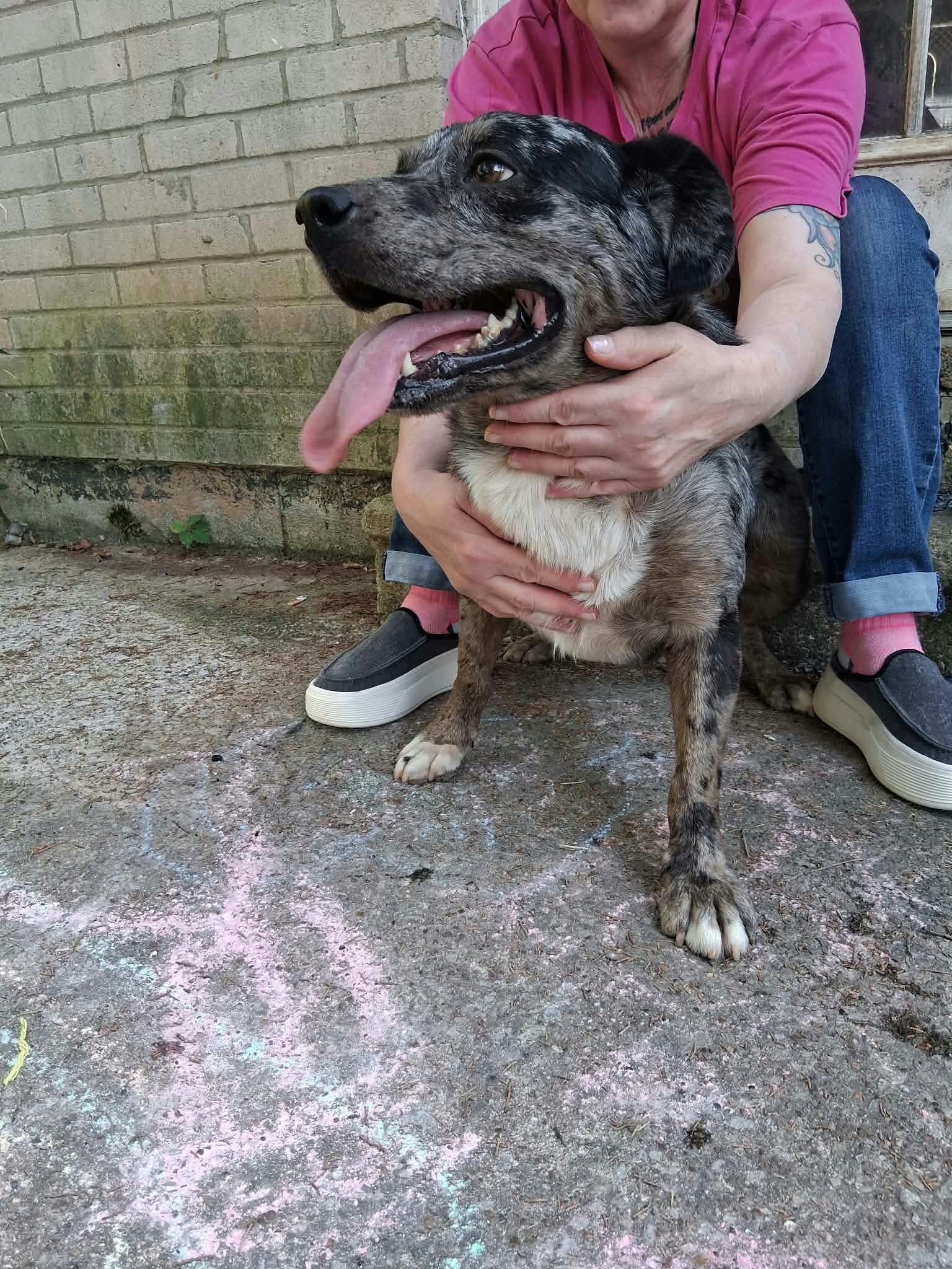 Dogs image 5