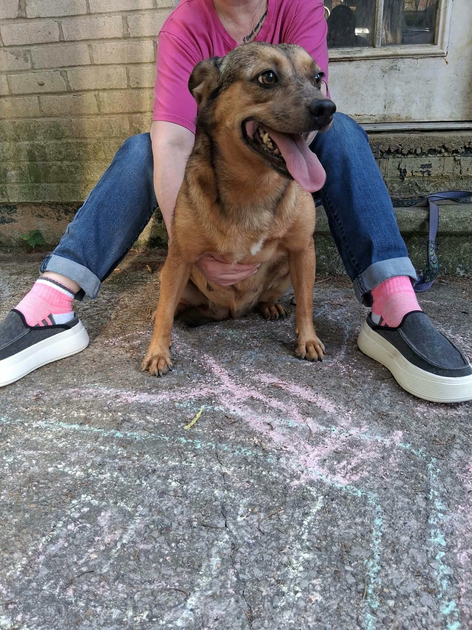 Dogs image 7