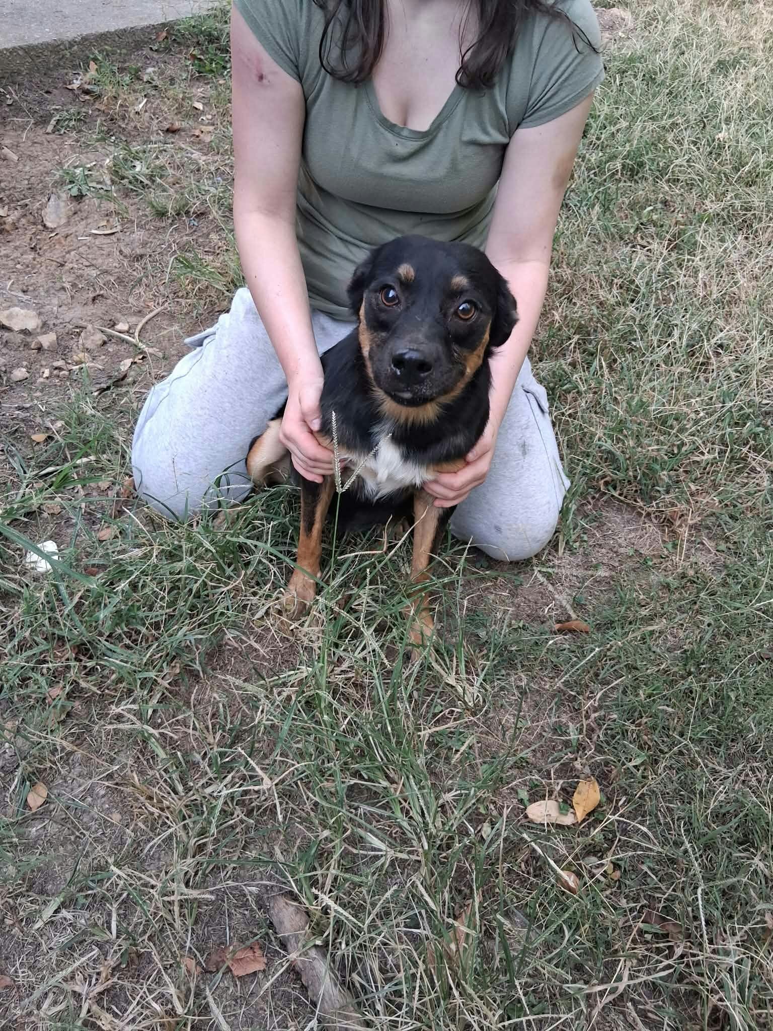 Dogs image 1