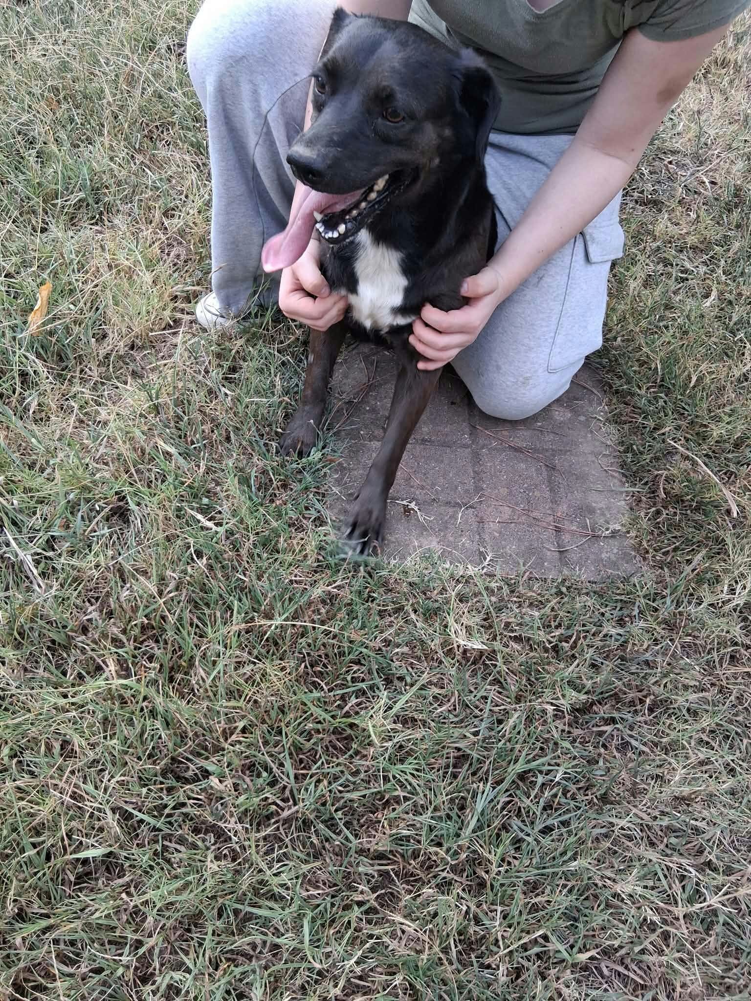 Dogs image 3
