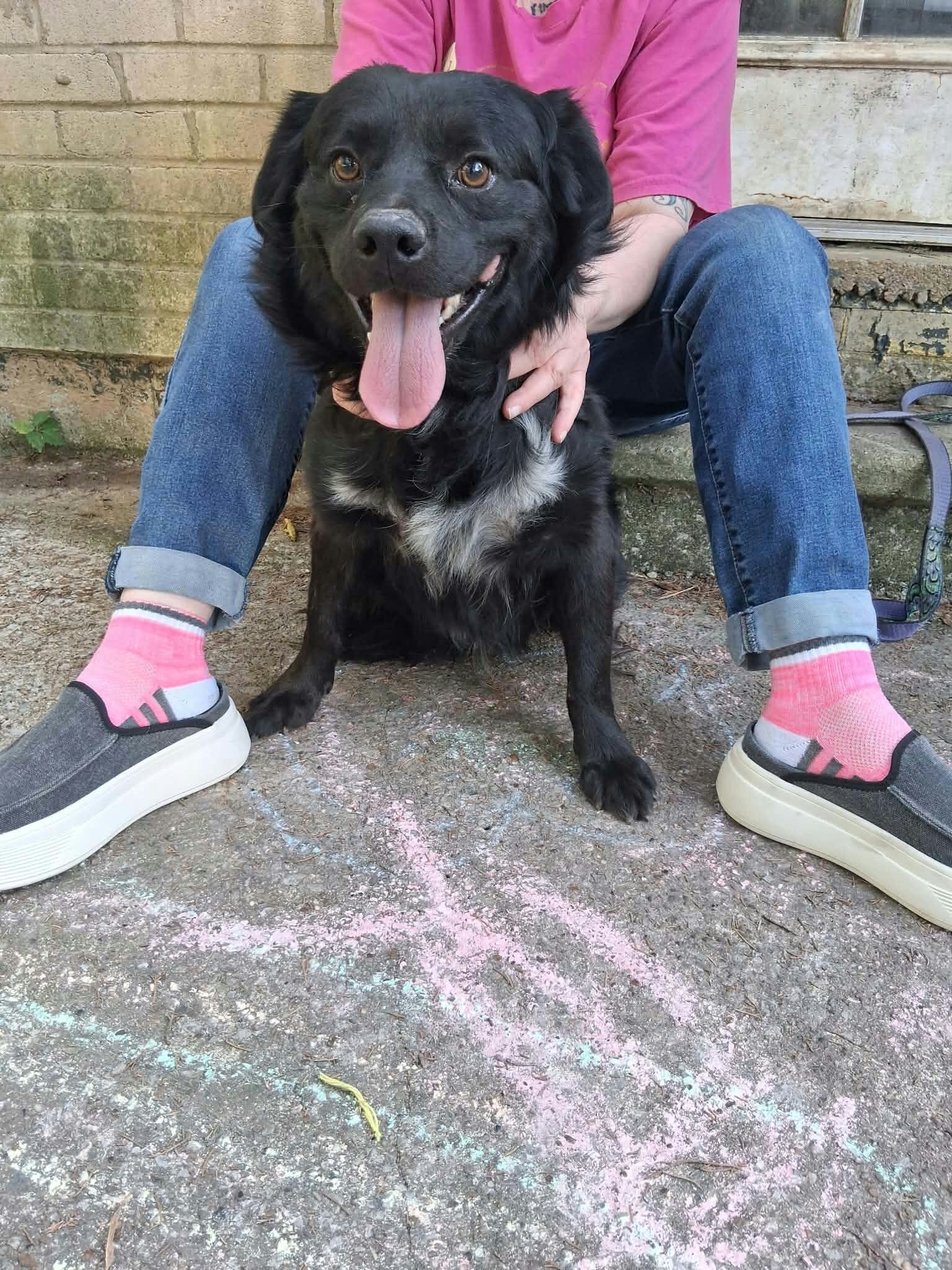 Dogs image 6