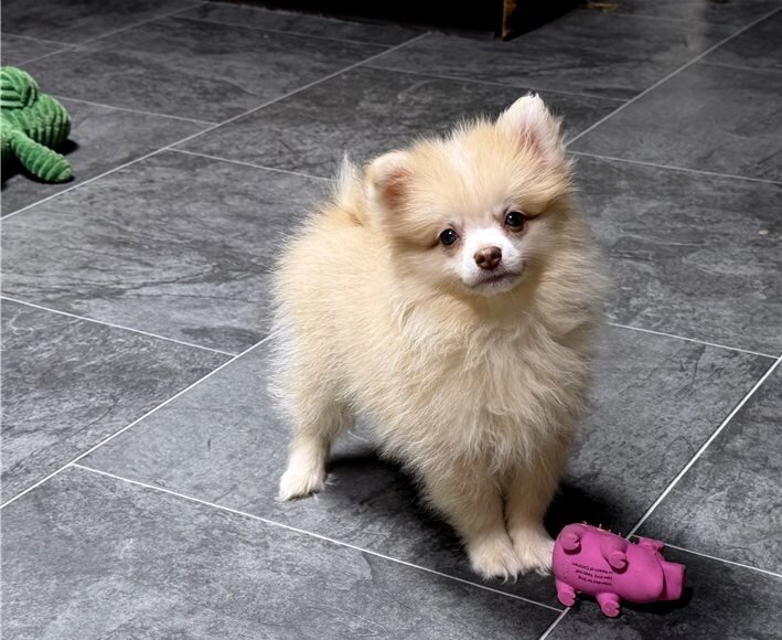 Teacups Pomeranian Puppies image 2