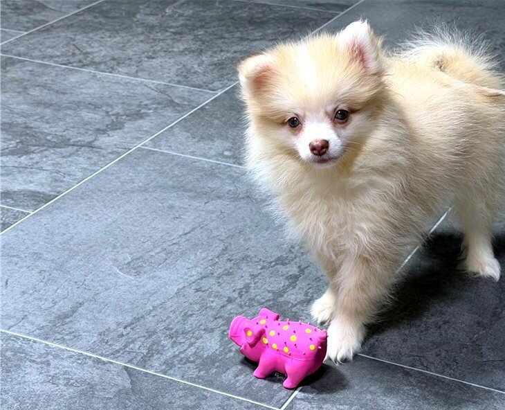 Teacups Pomeranian Puppies image 1