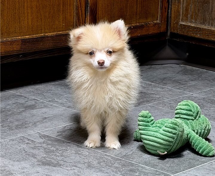 Teacups Pomeranian Puppies image 3
