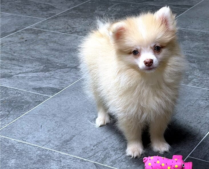 Teacups Pomeranian Puppies image 4