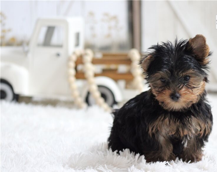 Home Raised Yorkshire Terrier Puppies image 1