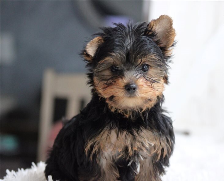 Home Raised Yorkshire Terrier Puppies image 2