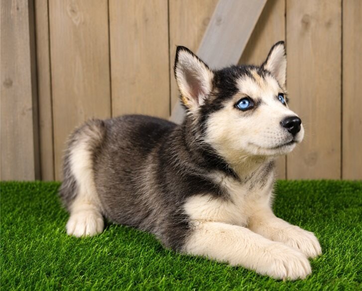 Black An White Siberian Husky Puppies image 1