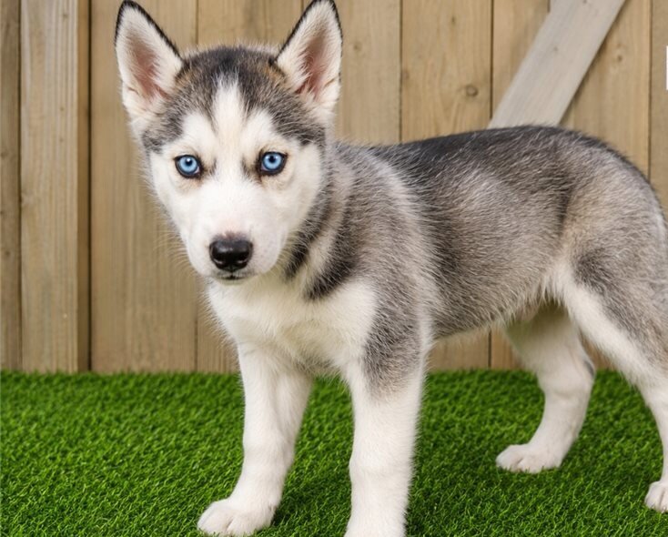 Black An White Siberian Husky Puppies image 2