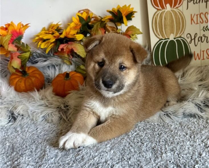 Humble Shiba Inu Puppies image 1