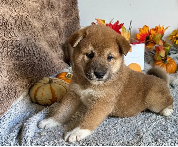 Humble Shiba Inu Puppies image 2