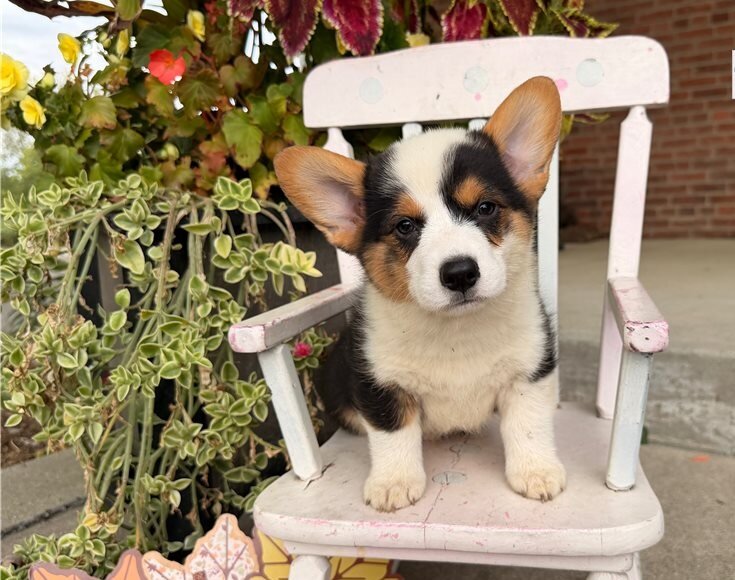 Humble Shiba Inu Puppies image 3