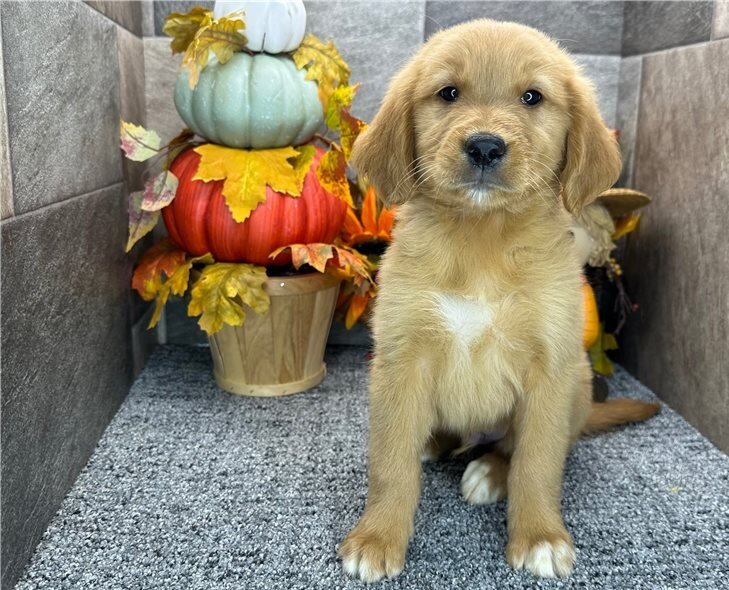 Cute Golden Retriever Puppies image 1