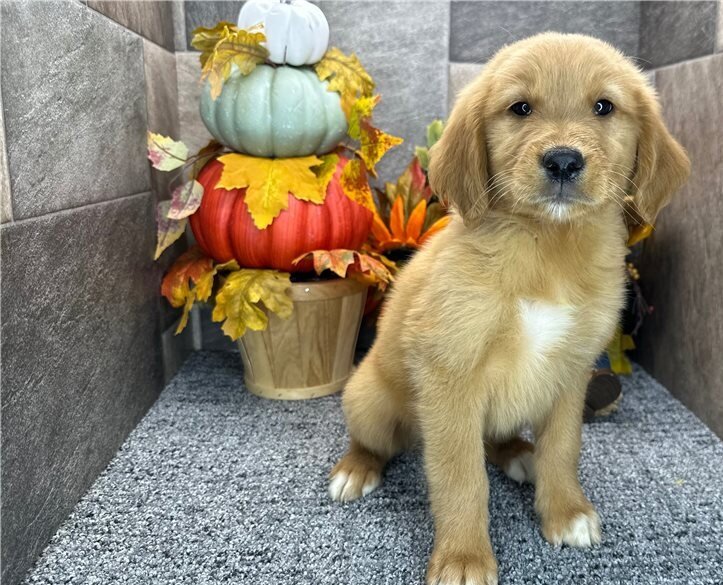 Cute Golden Retriever Puppies image 2