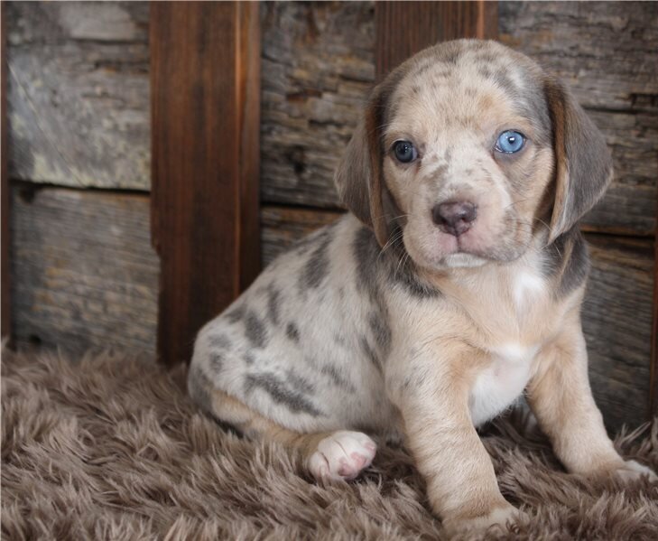 Pockets Beagle Puppies For Sae image 1