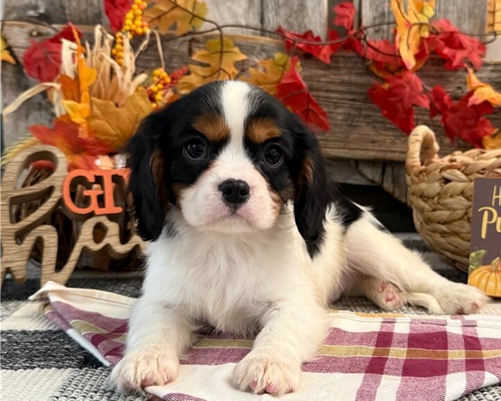 Cavalier Kin Charles Puppies image 1