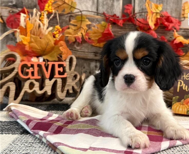 Cavalier Kin Charles Puppies image 2