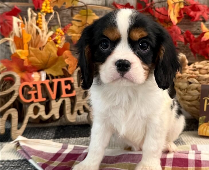 Cavalier Kin Charles Puppies image 3