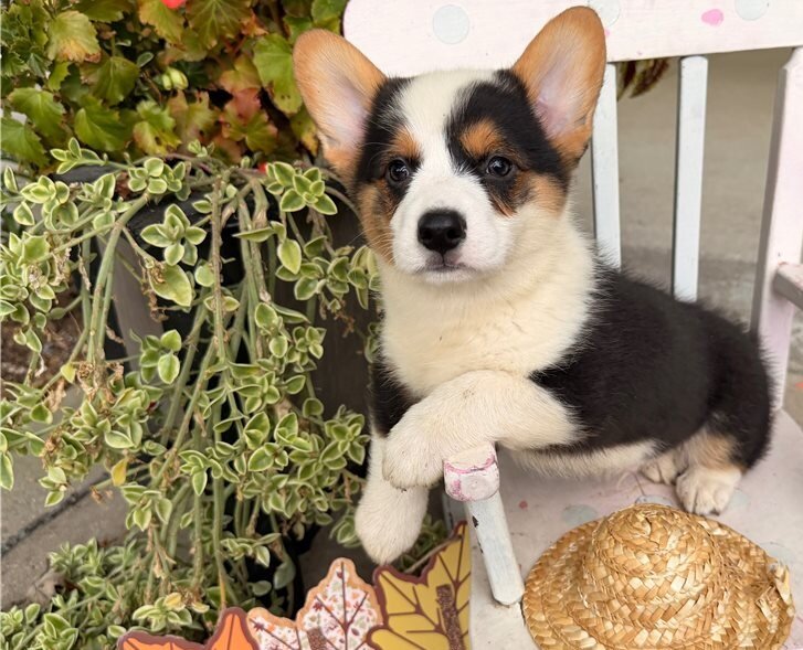 Pembroke Welsh Corgy Puppies For Sale image 1