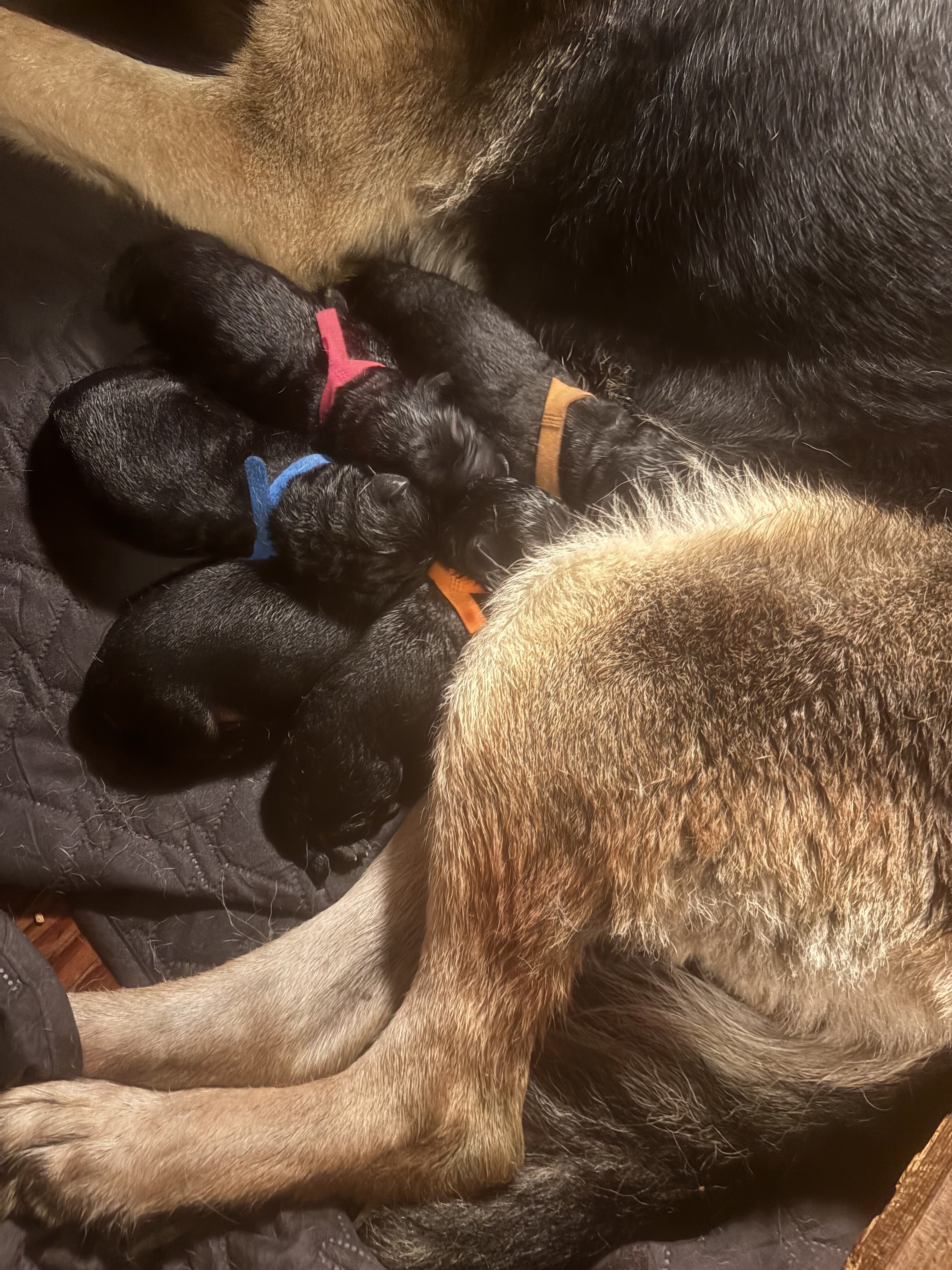 AKC German Shepherd Puppies image 1