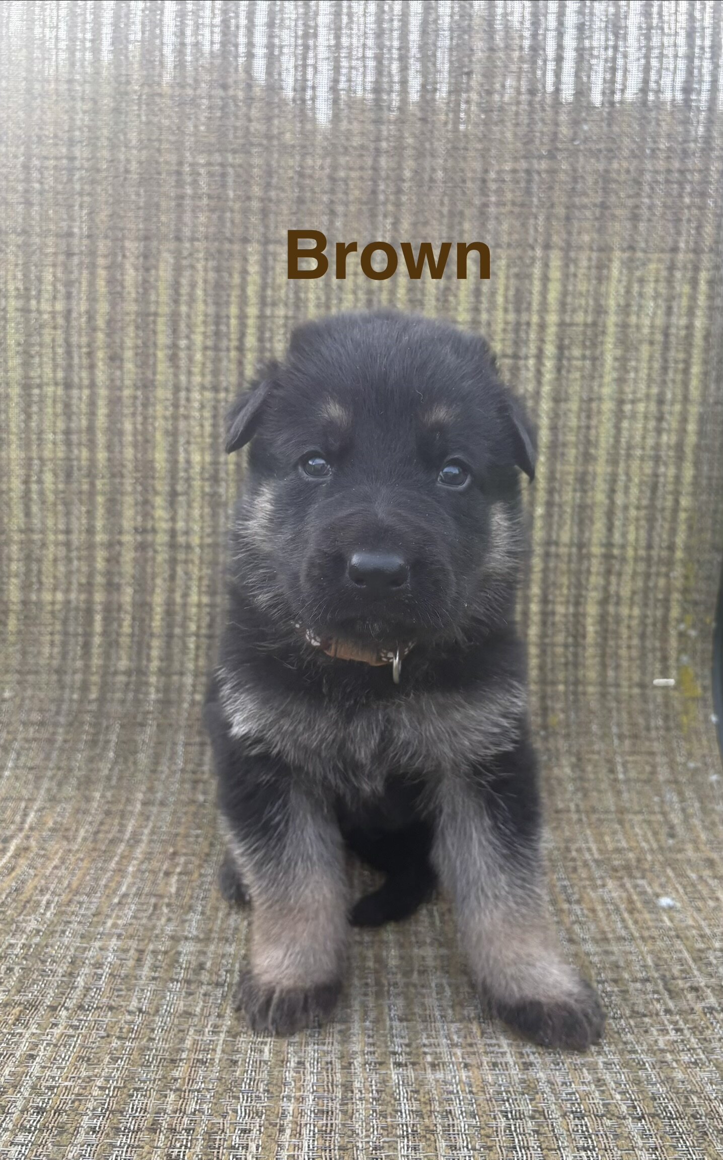 AKC German Shepherd Puppies image 6