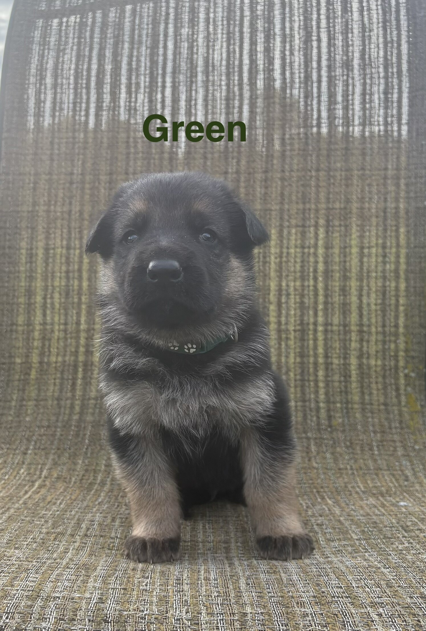 AKC German Shepherd Puppies image 5