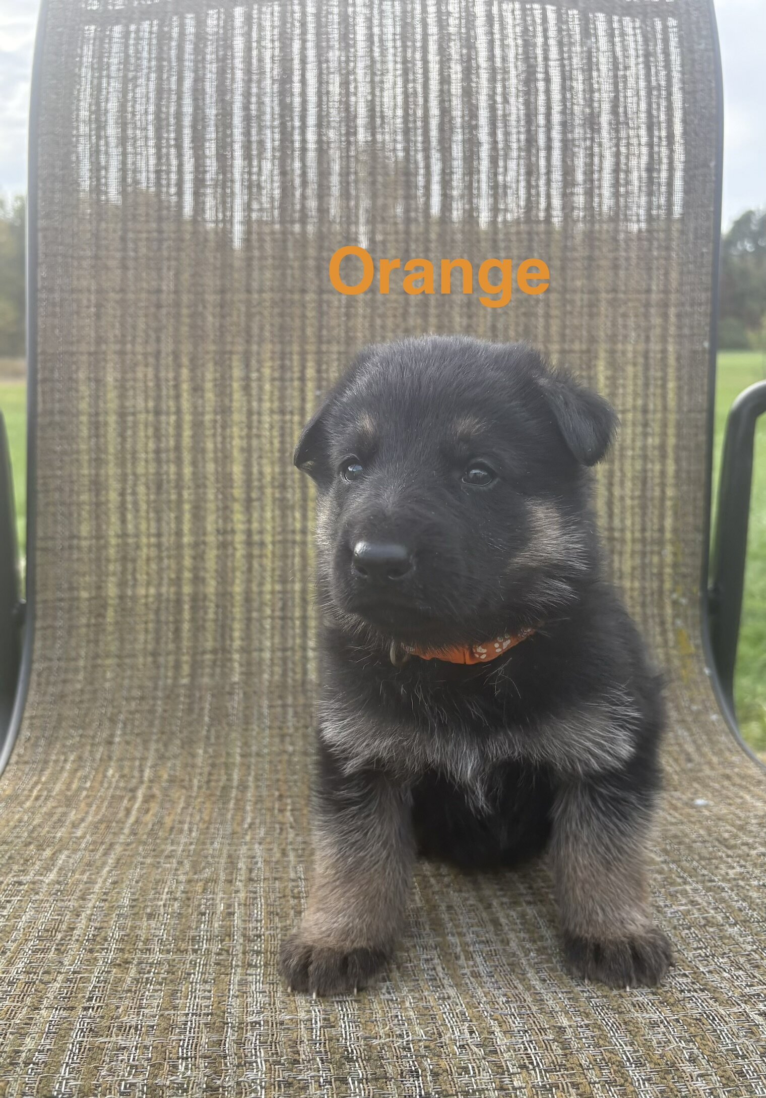 AKC German Shepherd Puppies image 7