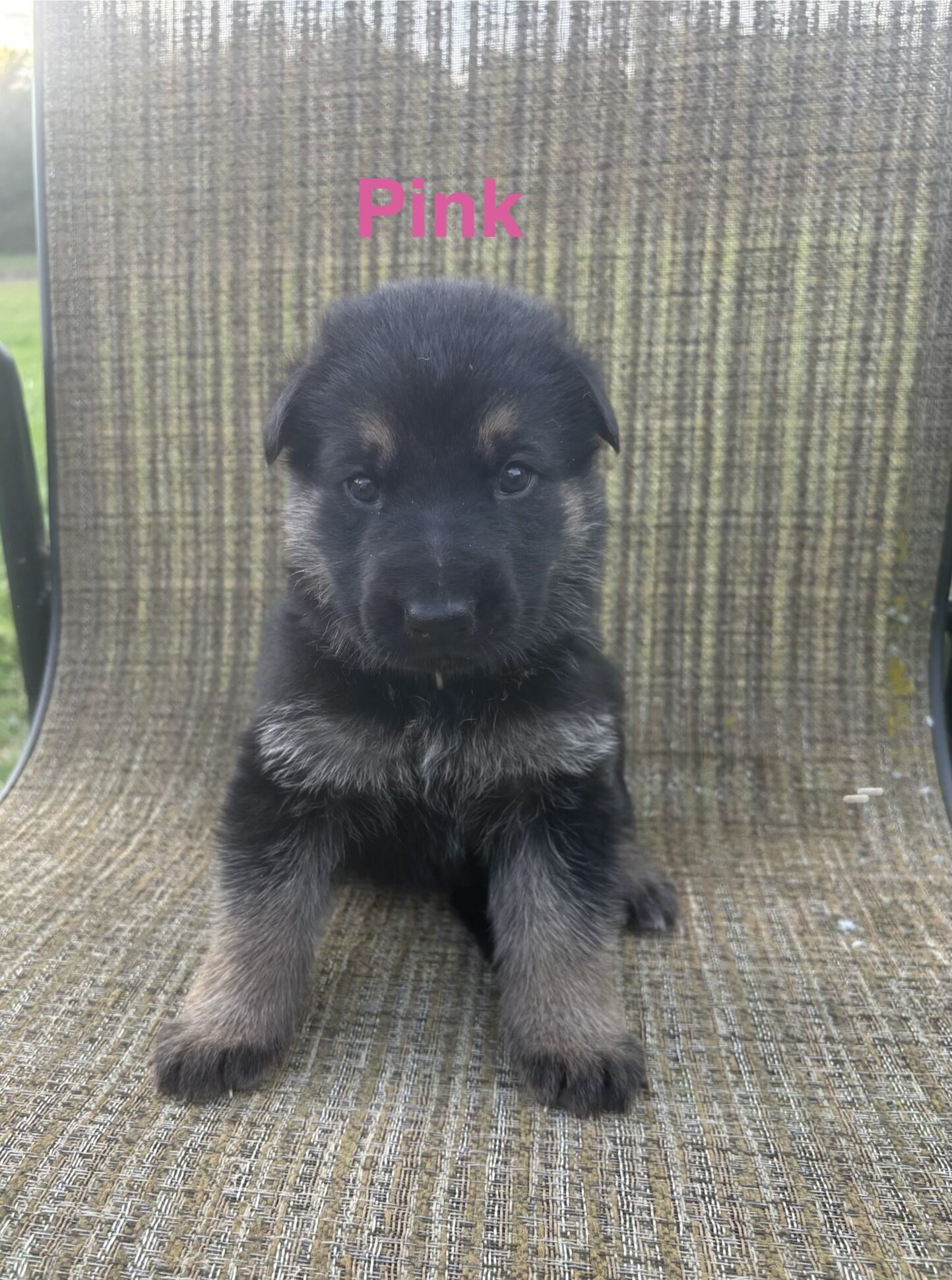 AKC German Shepherd Puppies image 8