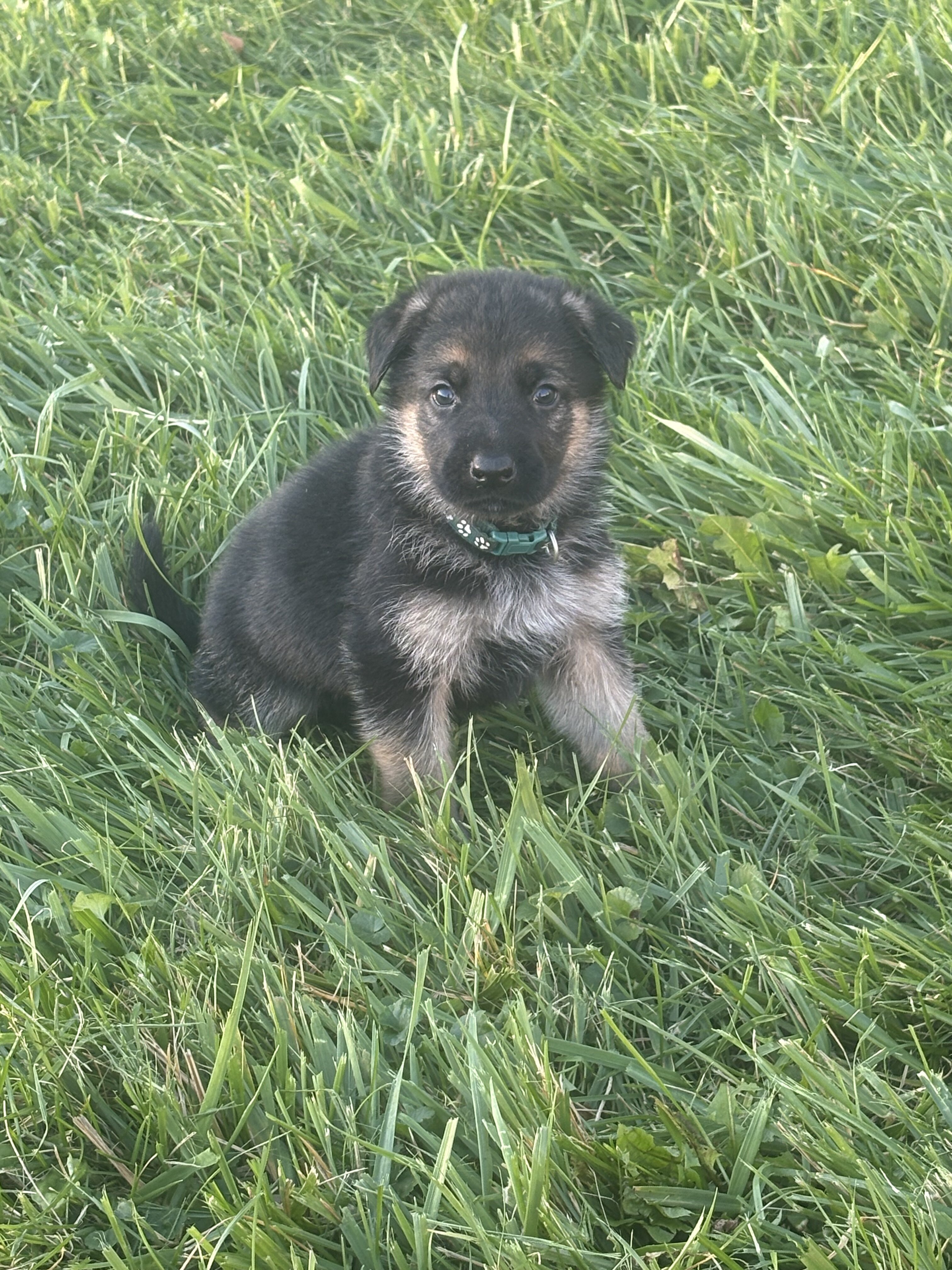 AKC German Shepherd Puppies image 3