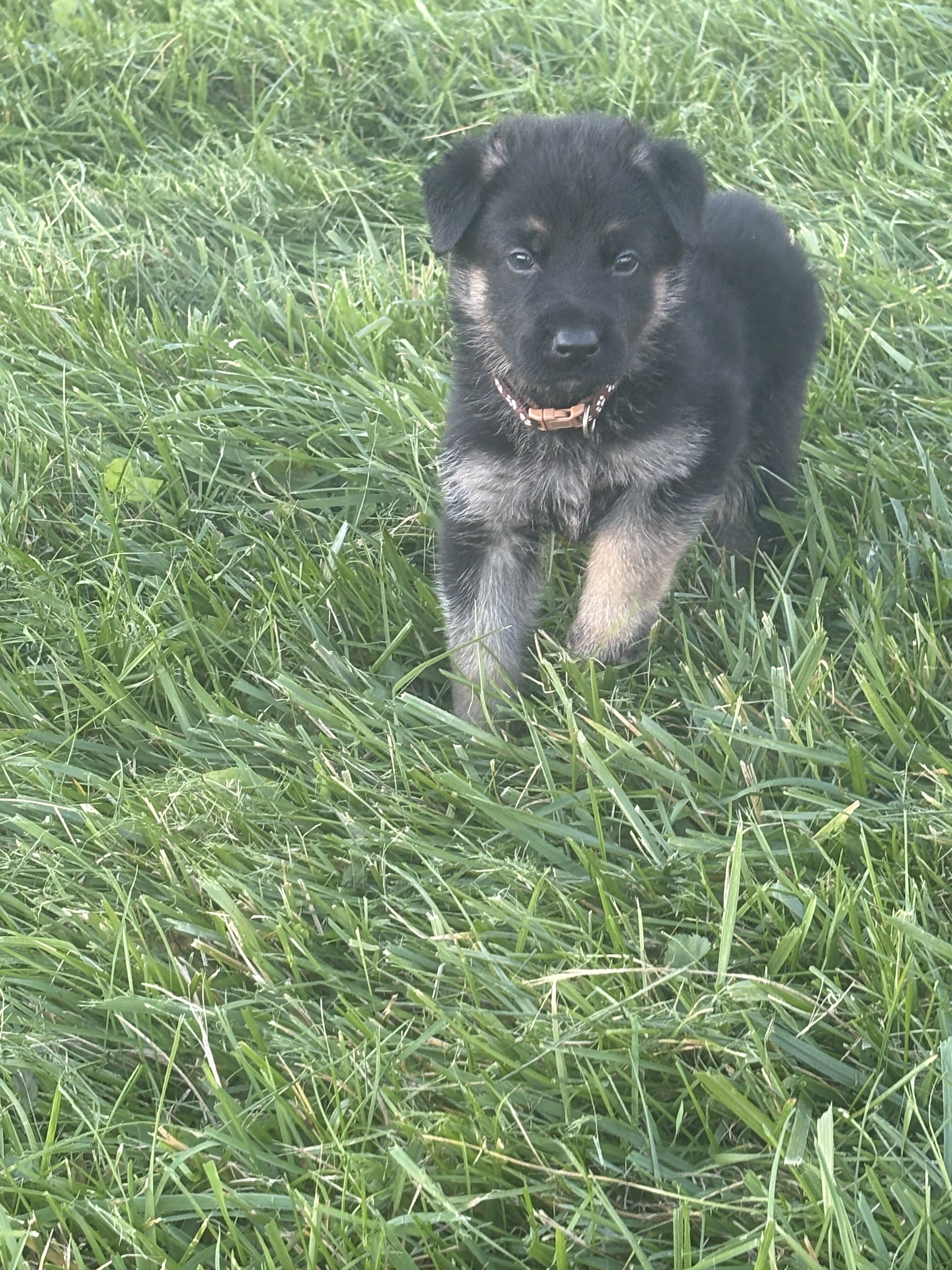 AKC German Shepherd Puppies image 4