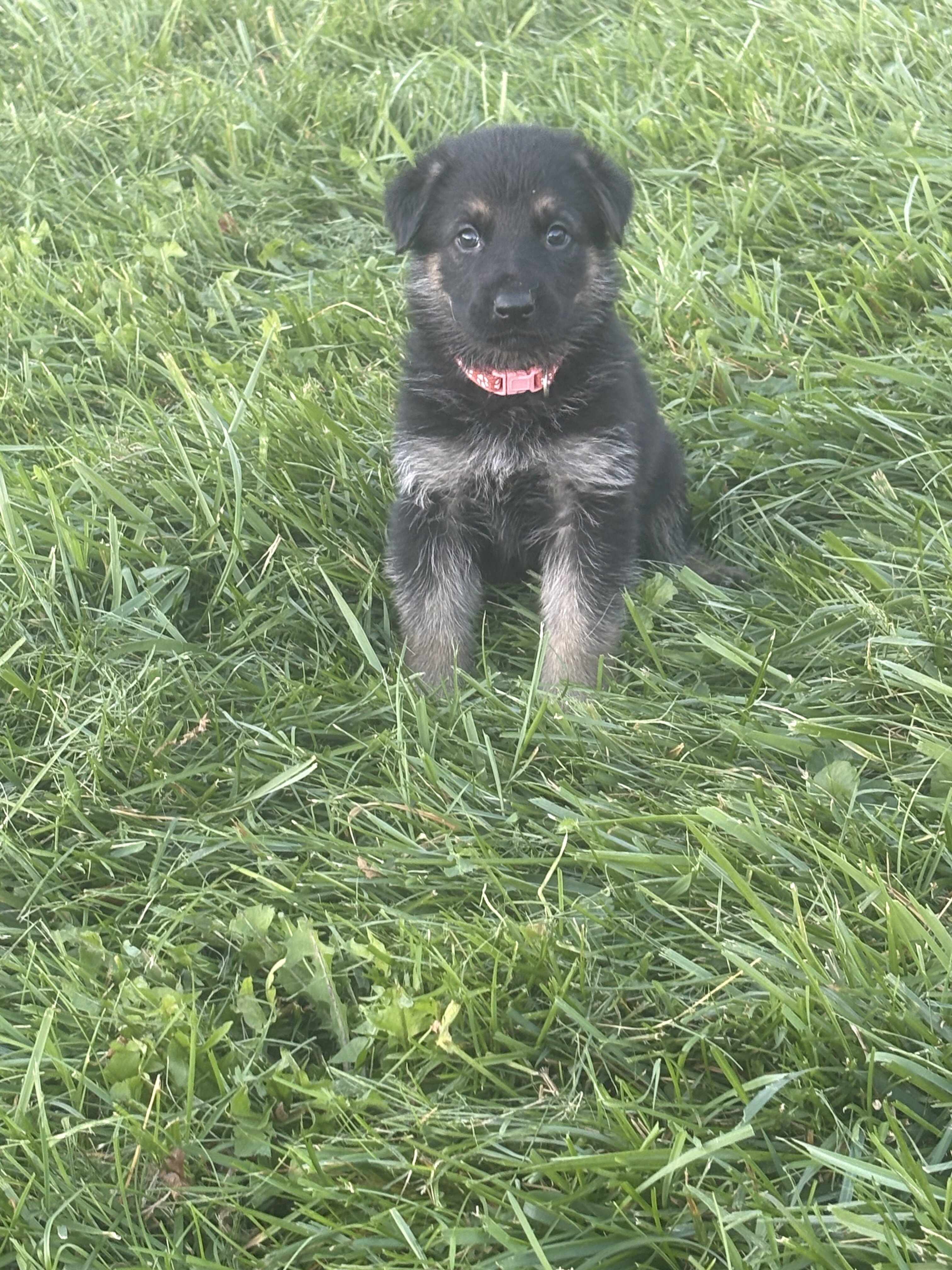 AKC German Shepherd Puppies image 2