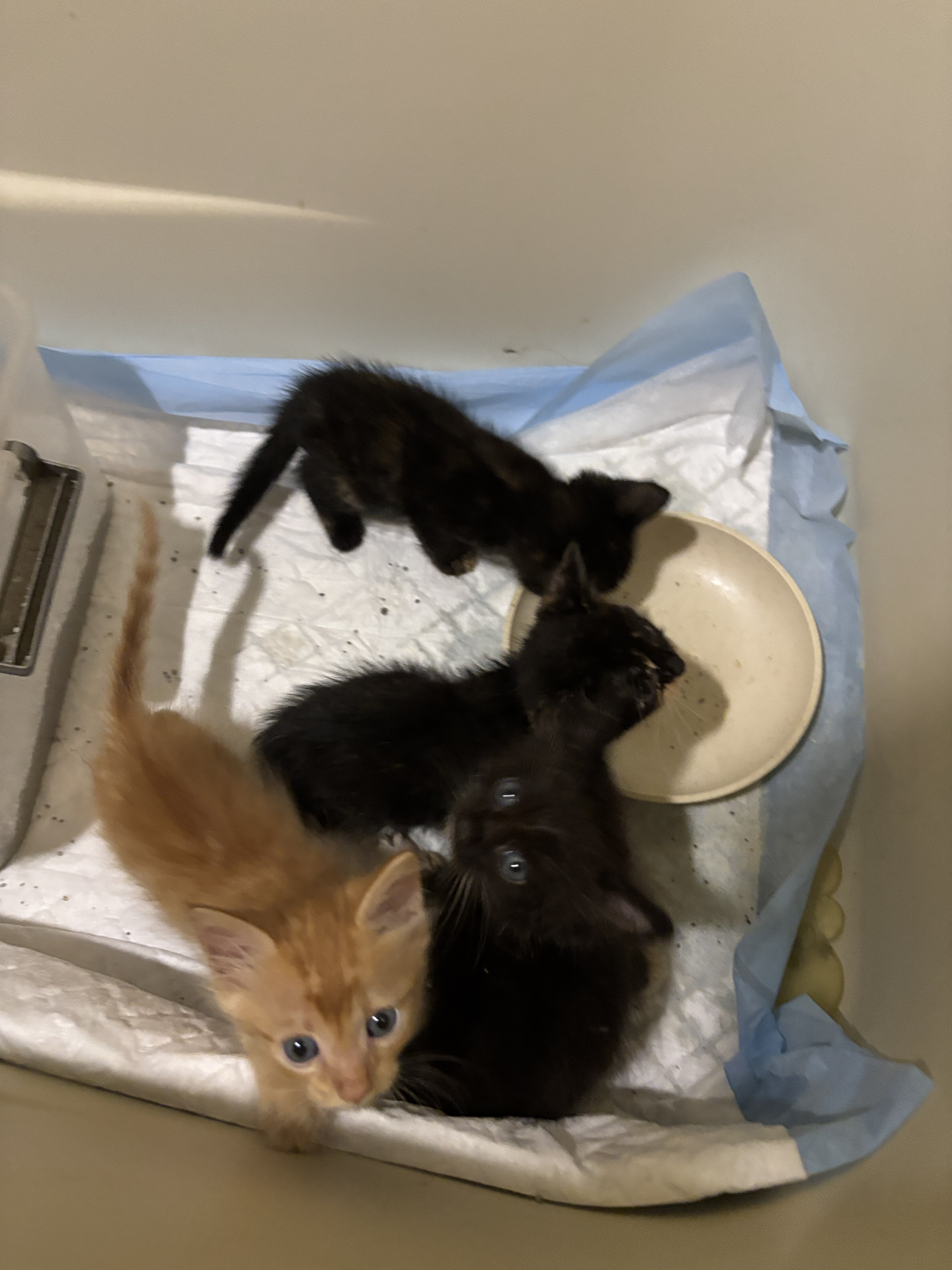 Free kittens image 1