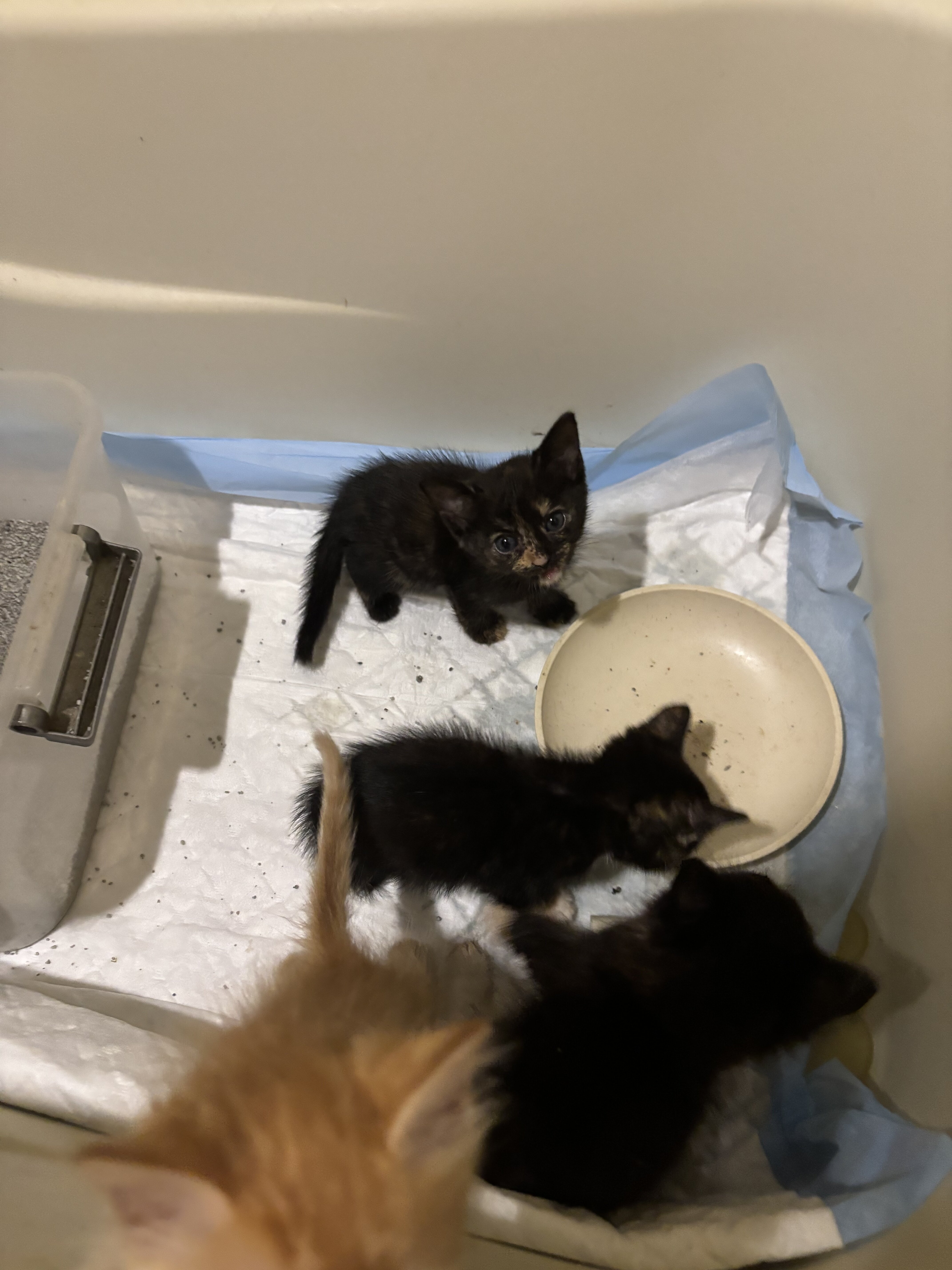 Free kittens image 2